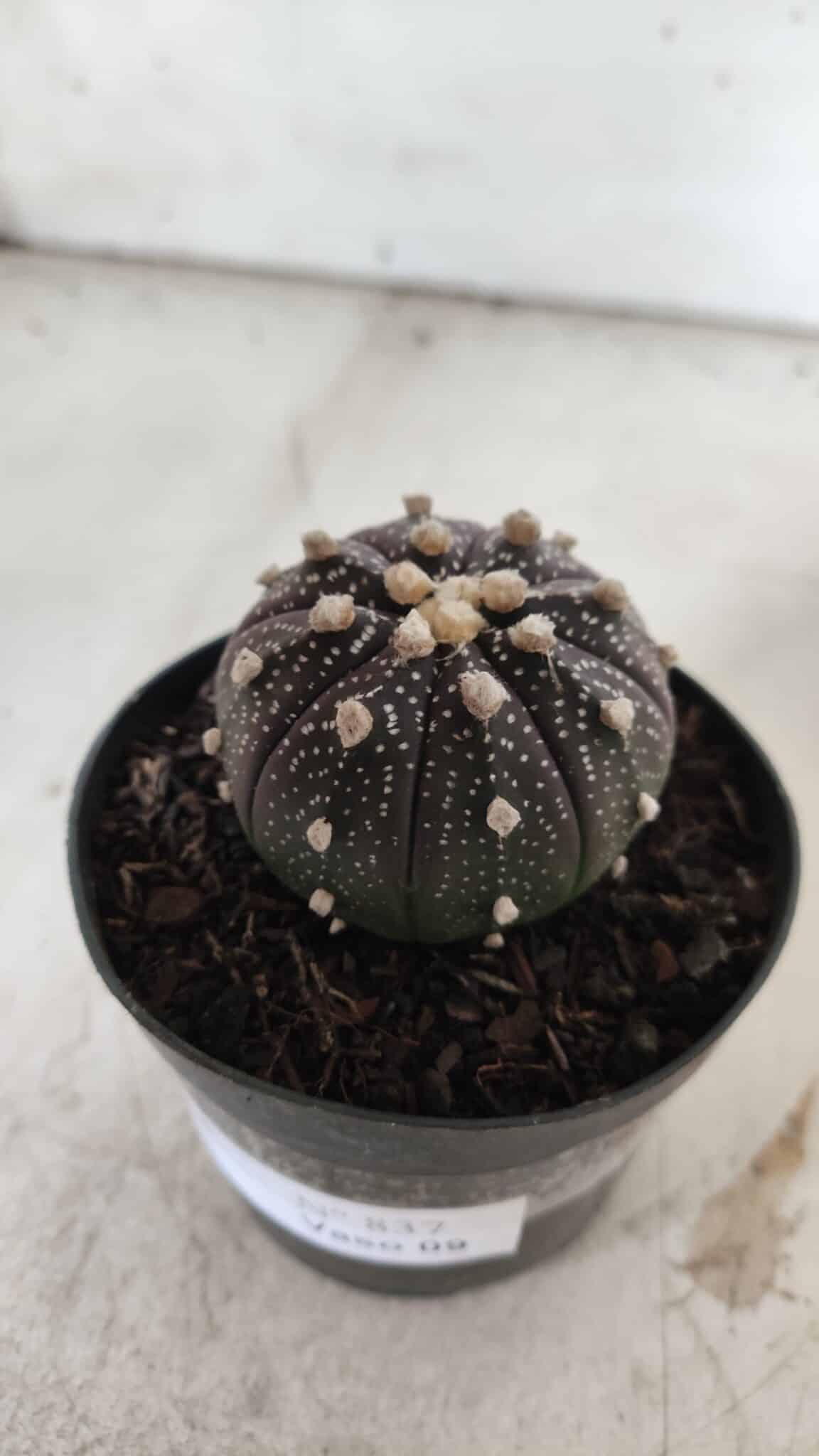 ASTROPHYTUM ASTERIAS “Purple”  Nº 837 – vaso 09