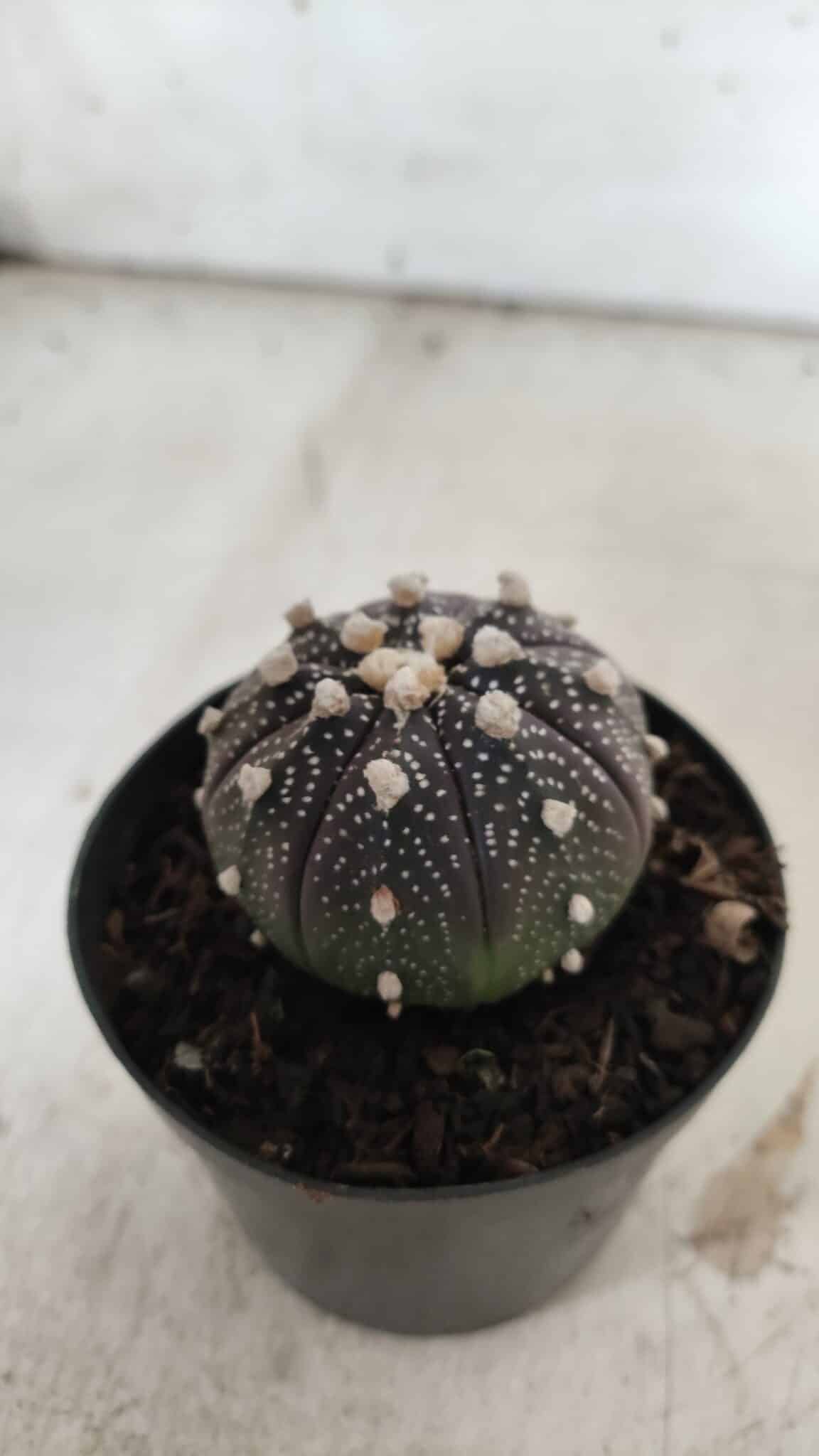 ASTROPHYTUM ASTERIAS “Purple”  Nº 837 – vaso 09