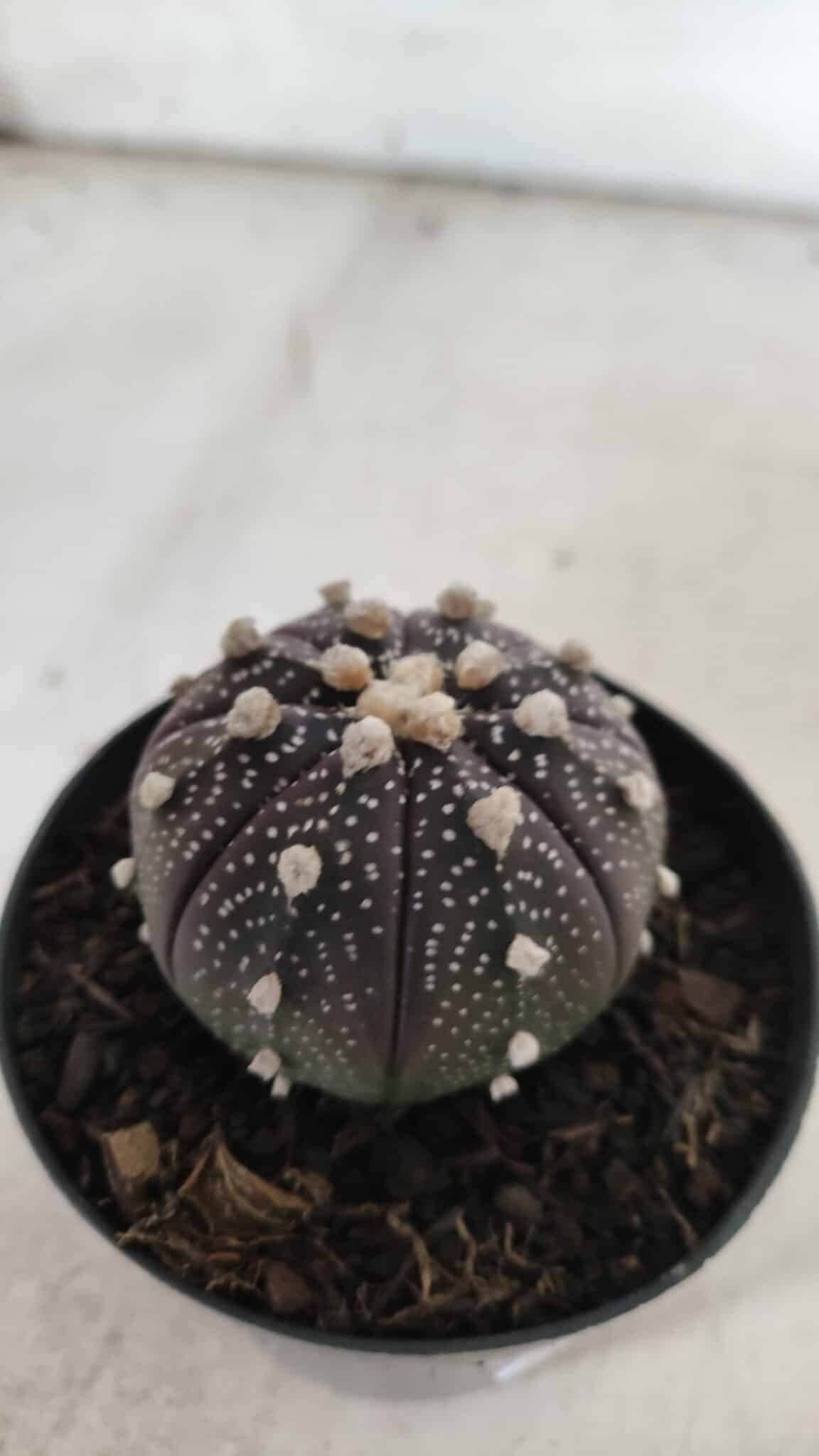 ASTROPHYTUM ASTERIAS “Purple”  Nº 837 – vaso 09