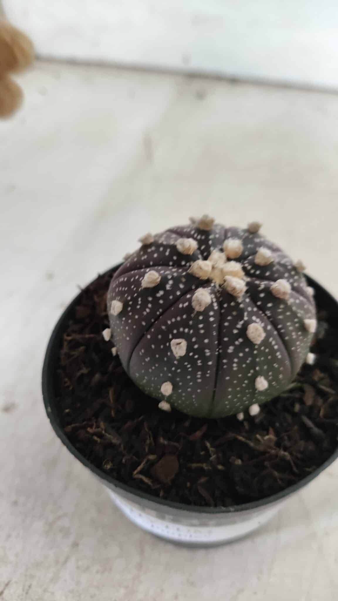 ASTROPHYTUM ASTERIAS “Purple”  Nº 837 – vaso 09