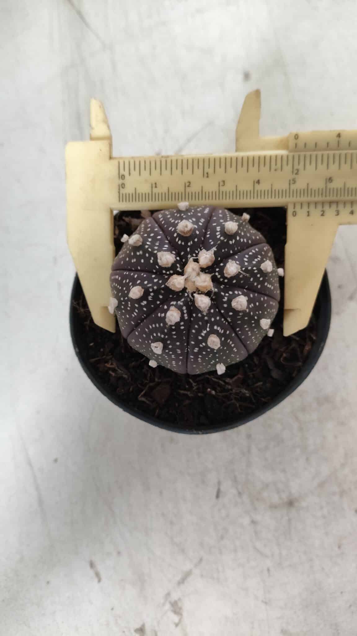 ASTROPHYTUM ASTERIAS “Purple”  Nº 837 – vaso 09