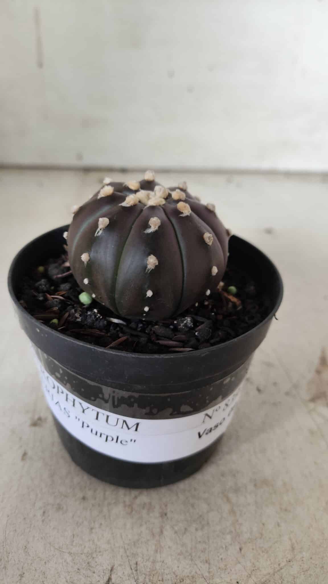 ASTROPHYTUM ASTERIAS “Purple”  Nº 839 – vaso 09