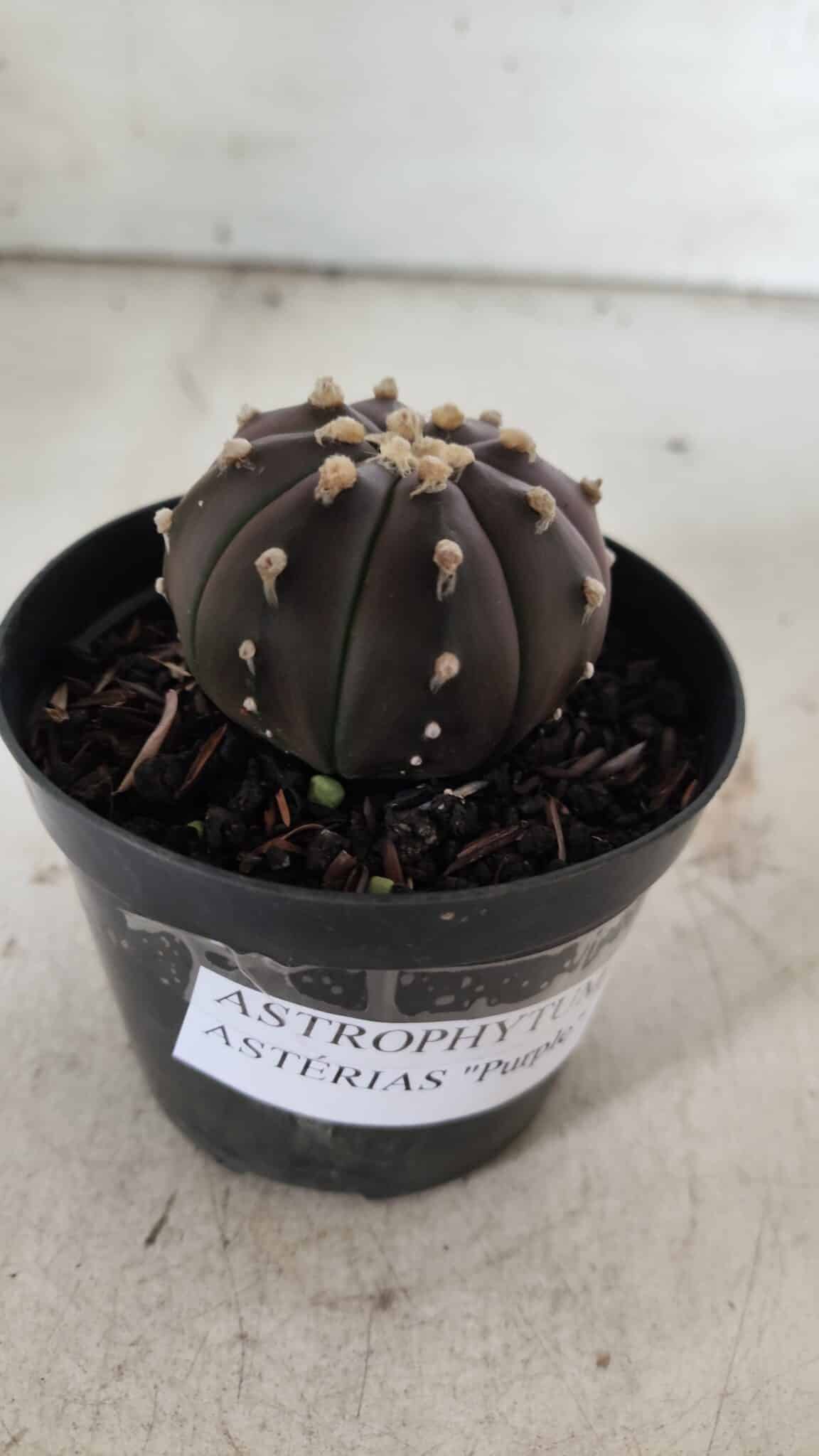 ASTROPHYTUM ASTERIAS “Purple”  Nº 839 – vaso 09