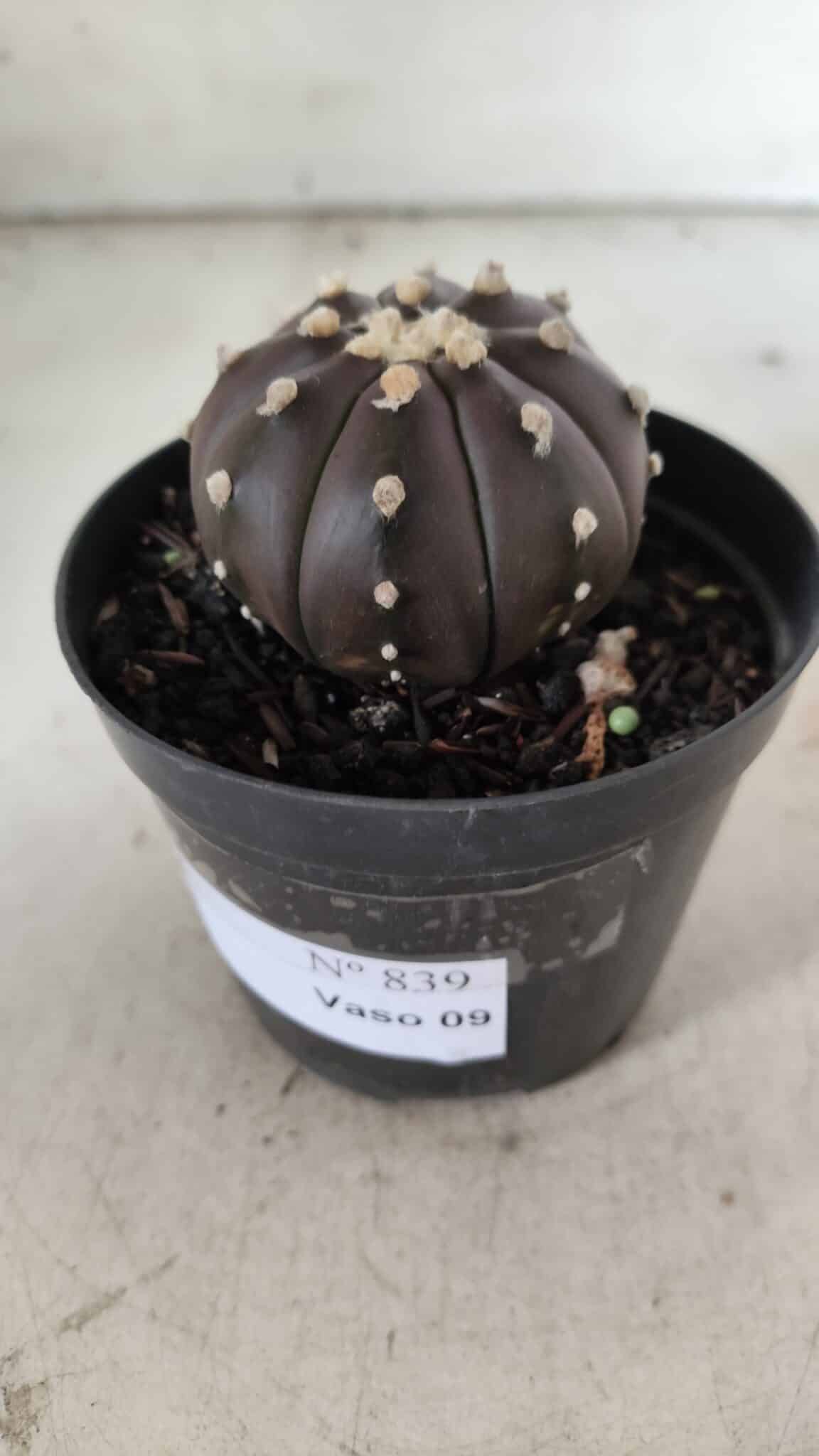 ASTROPHYTUM ASTERIAS “Purple”  Nº 839 – vaso 09