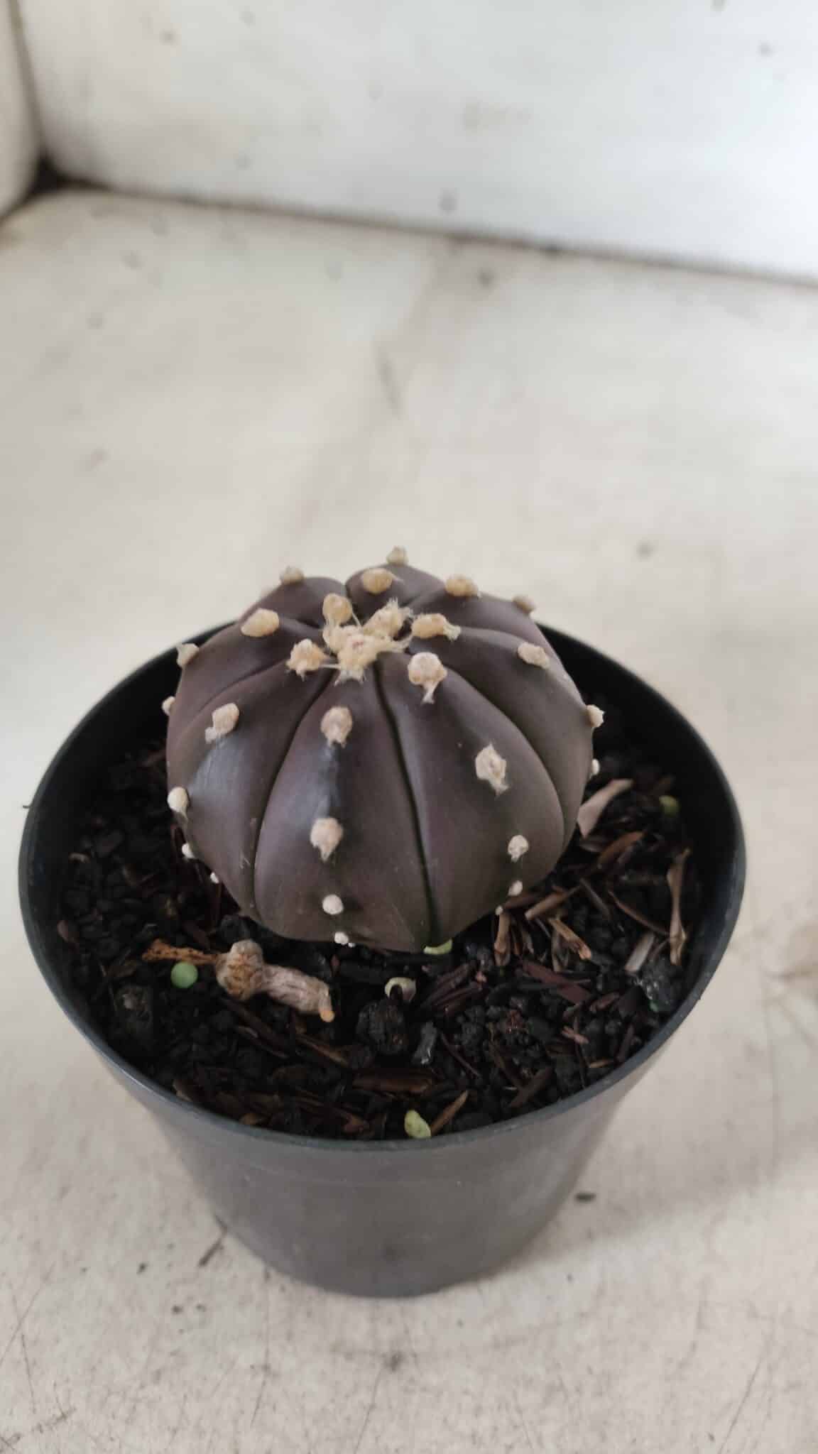 ASTROPHYTUM ASTERIAS “Purple”  Nº 839 – vaso 09