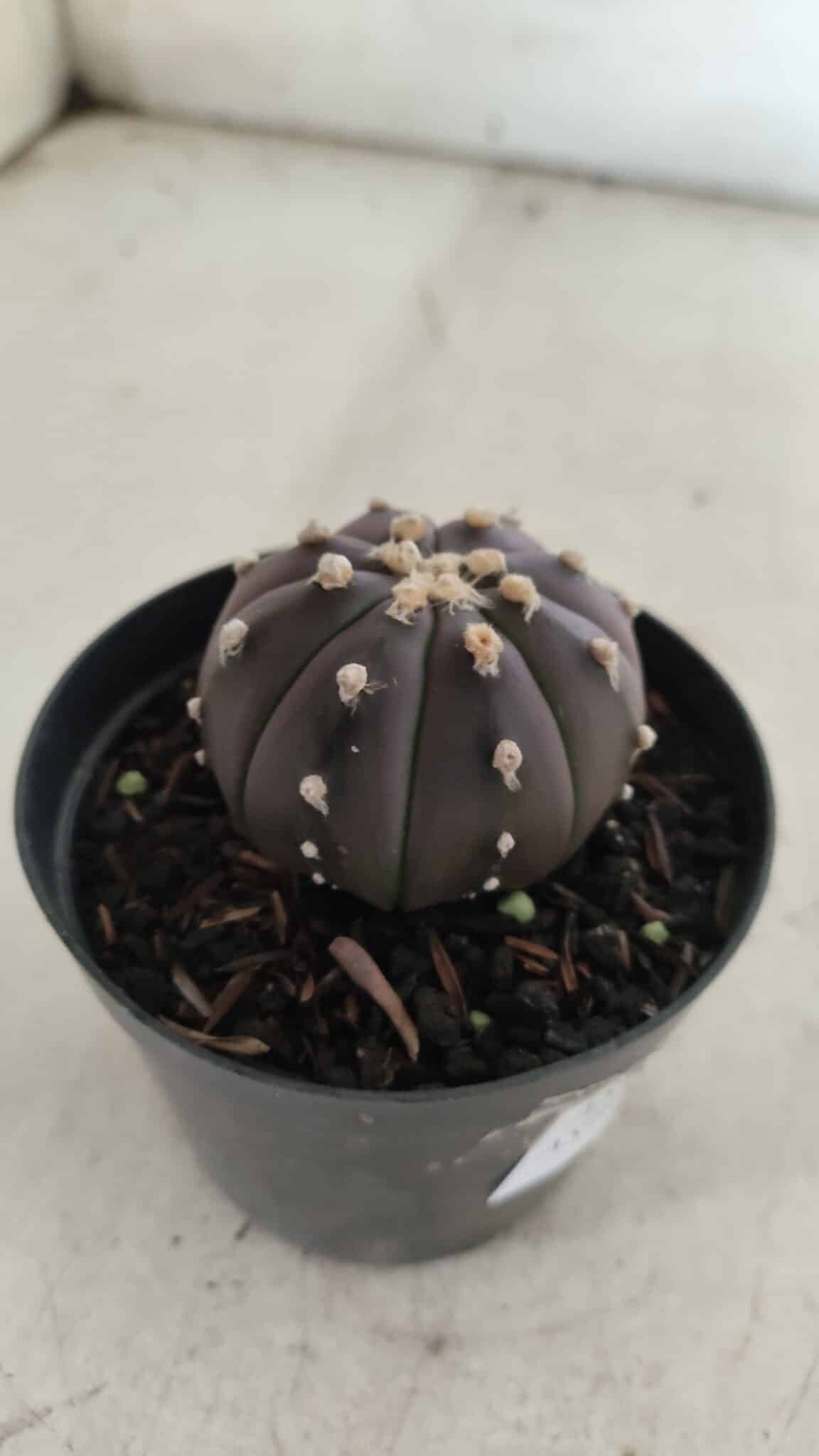 ASTROPHYTUM ASTERIAS “Purple”  Nº 839 – vaso 09
