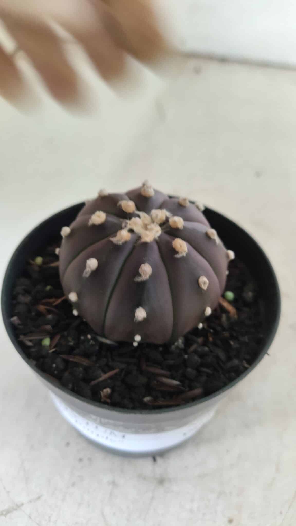 ASTROPHYTUM ASTERIAS “Purple”  Nº 839 – vaso 09