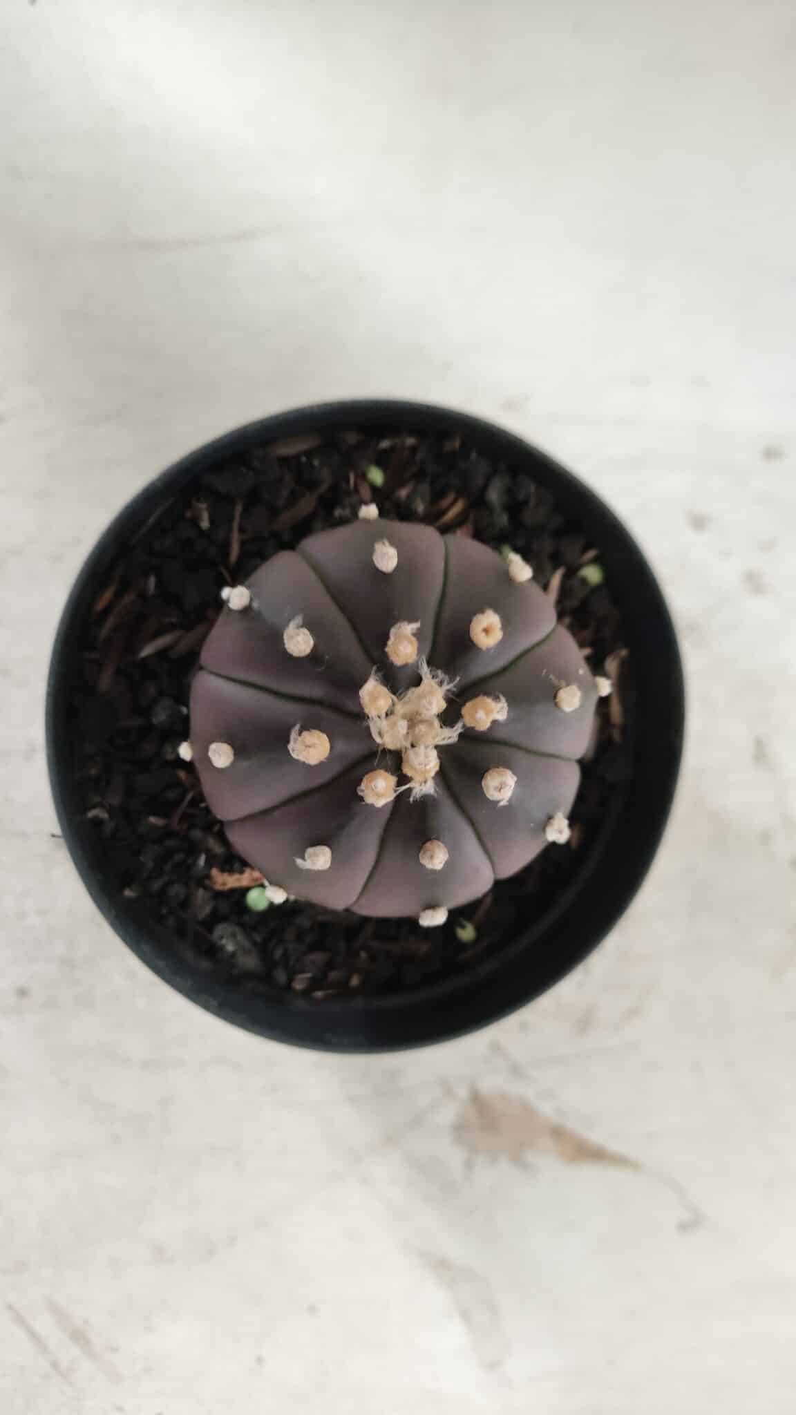 ASTROPHYTUM ASTERIAS “Purple”  Nº 839 – vaso 09