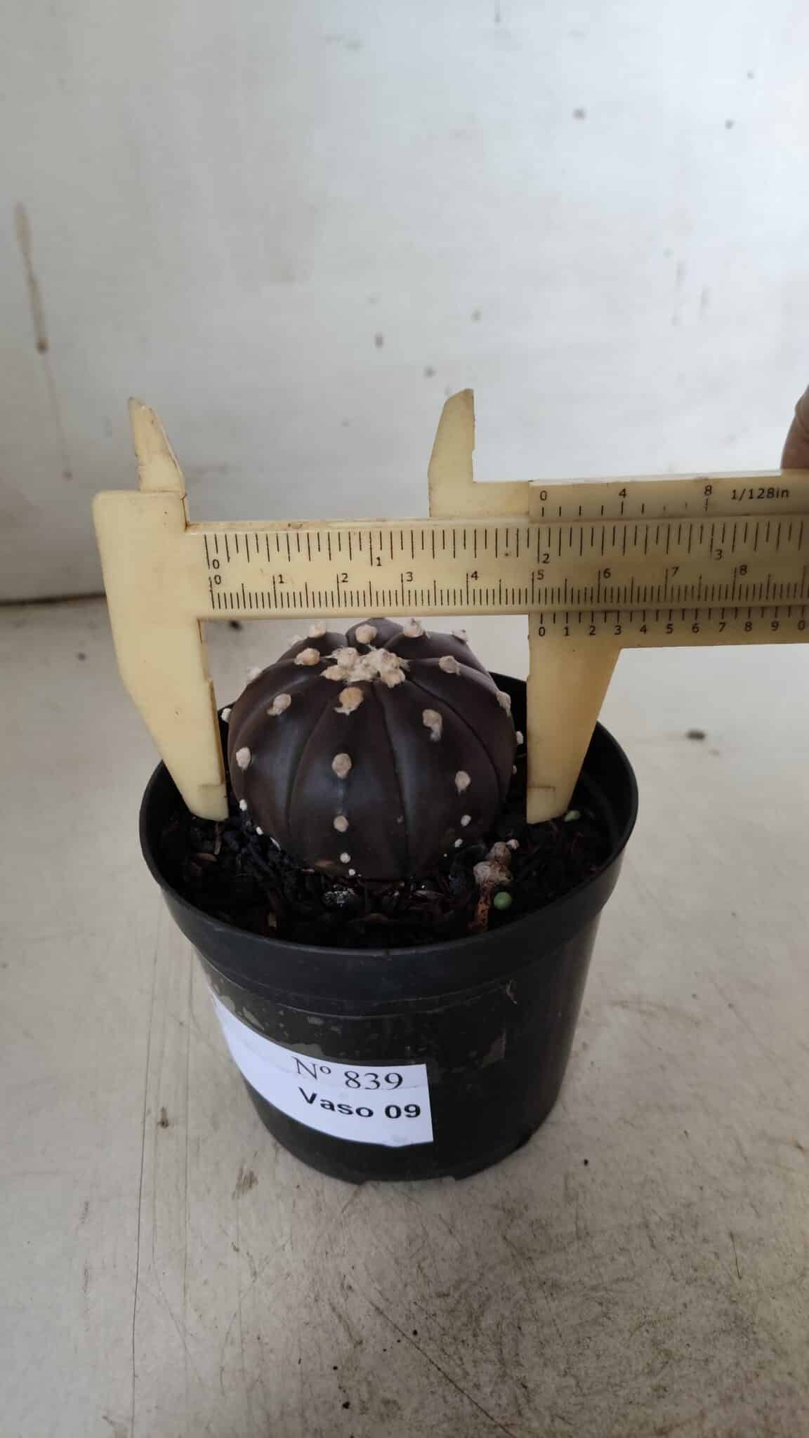ASTROPHYTUM ASTERIAS “Purple”  Nº 839 – vaso 09