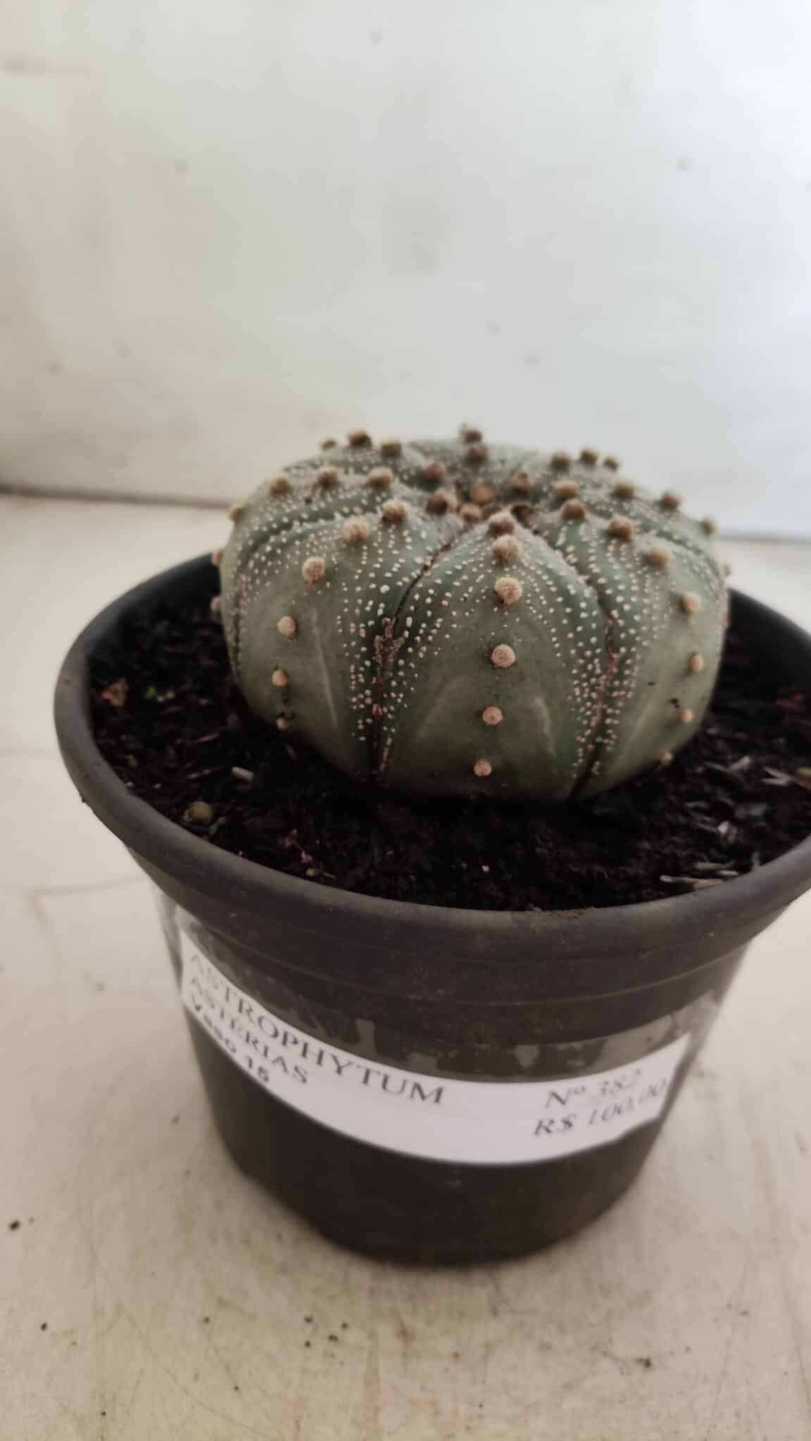 ASTROPHYTUM ASTERIAS Nº 382 – vaso 15