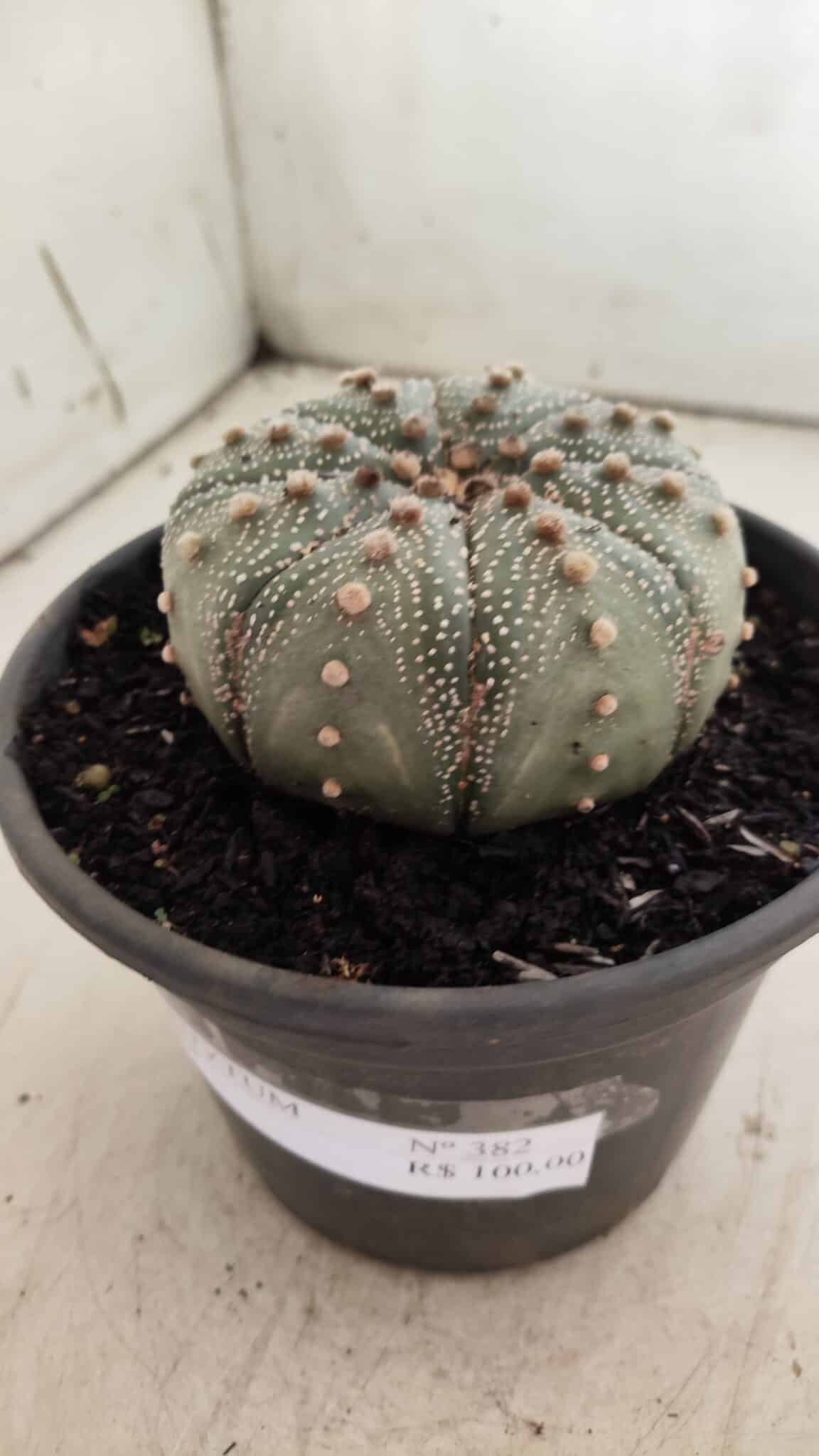 ASTROPHYTUM ASTERIAS Nº 382 – vaso 15