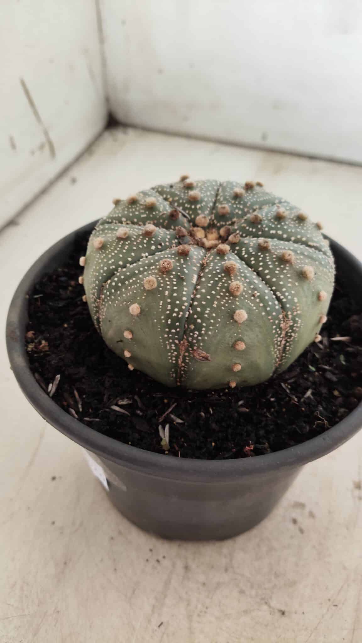 ASTROPHYTUM ASTERIAS Nº 382 – vaso 15
