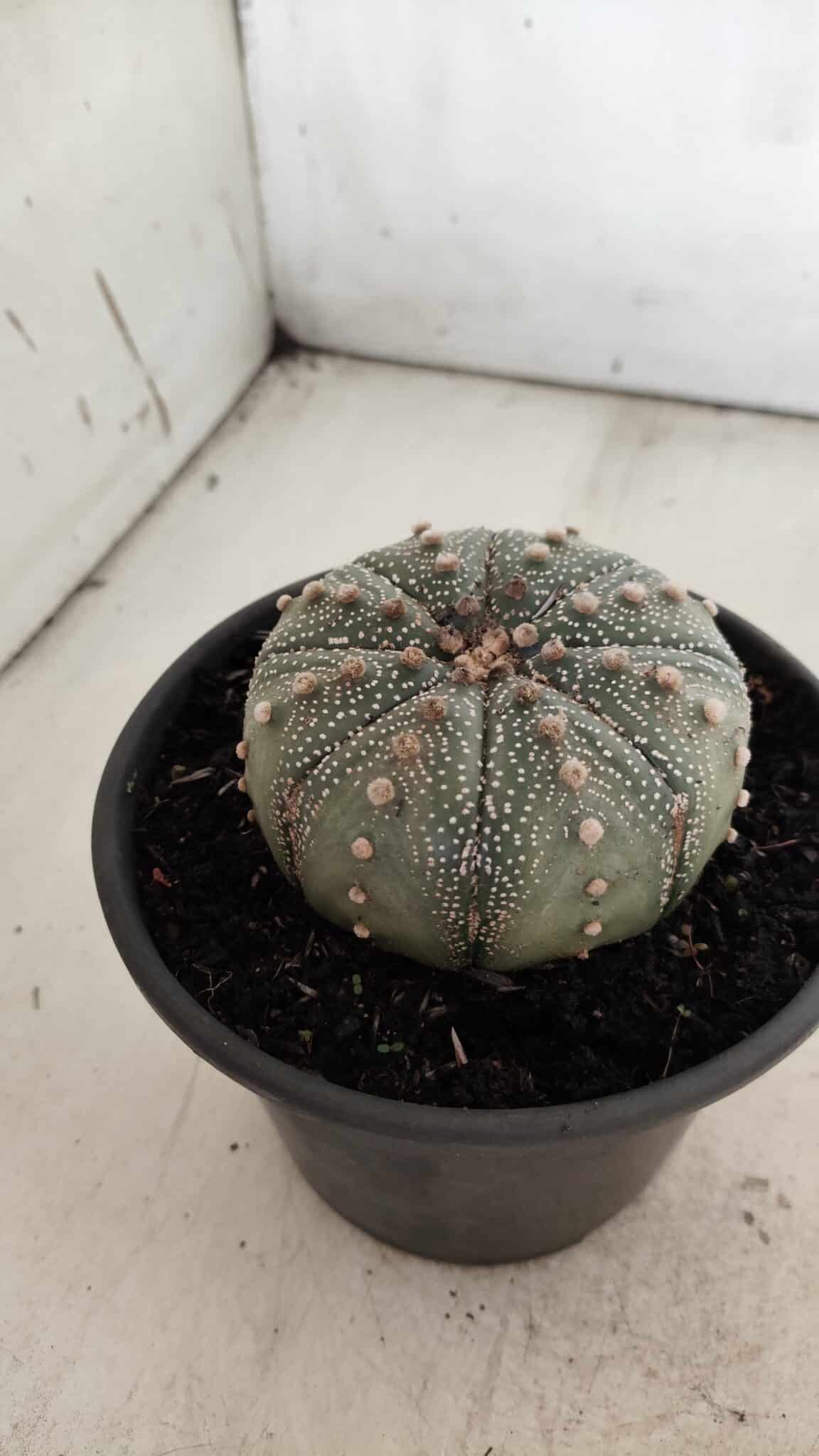 ASTROPHYTUM ASTERIAS Nº 382 – vaso 15