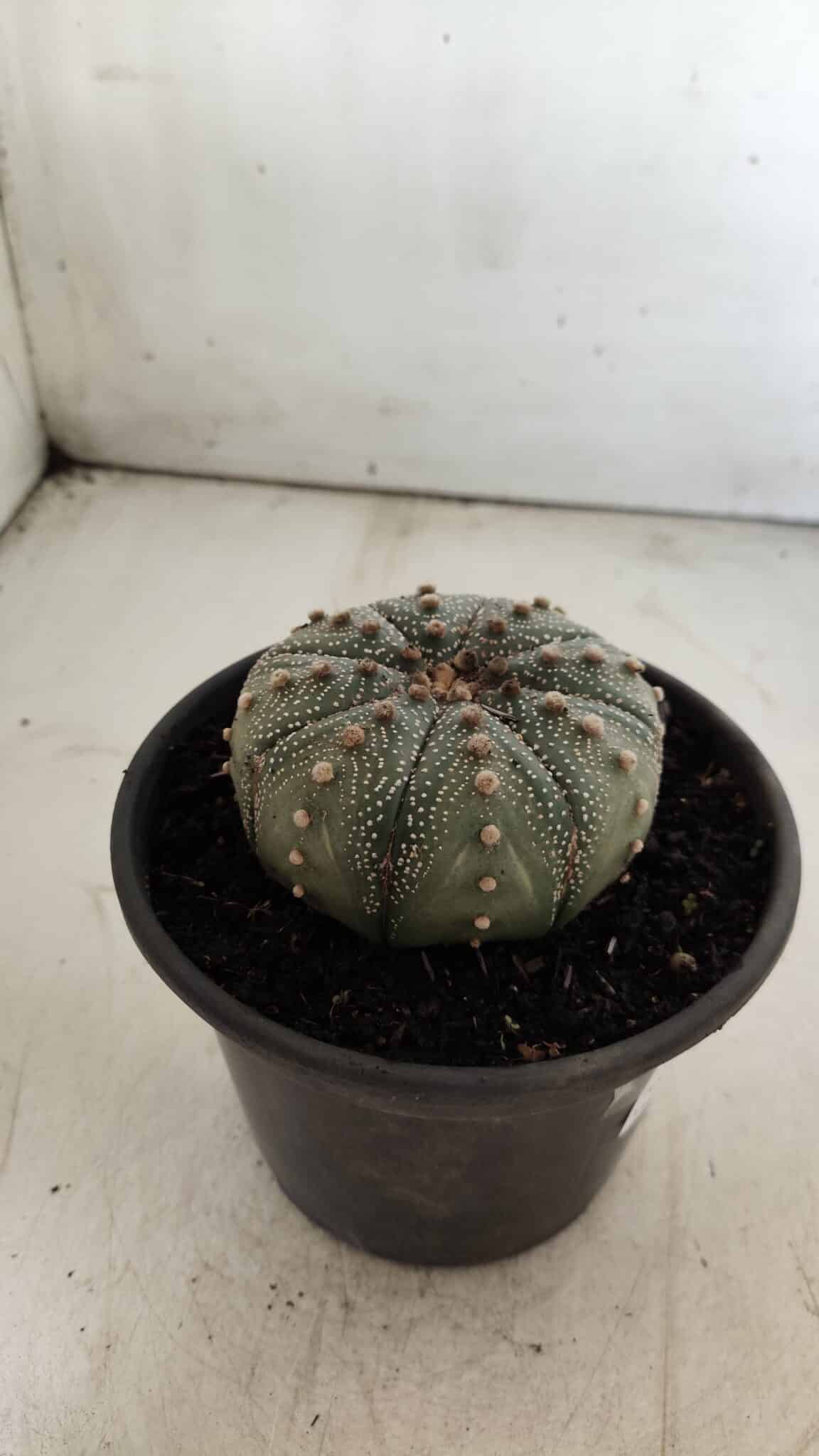 ASTROPHYTUM ASTERIAS Nº 382 – vaso 15