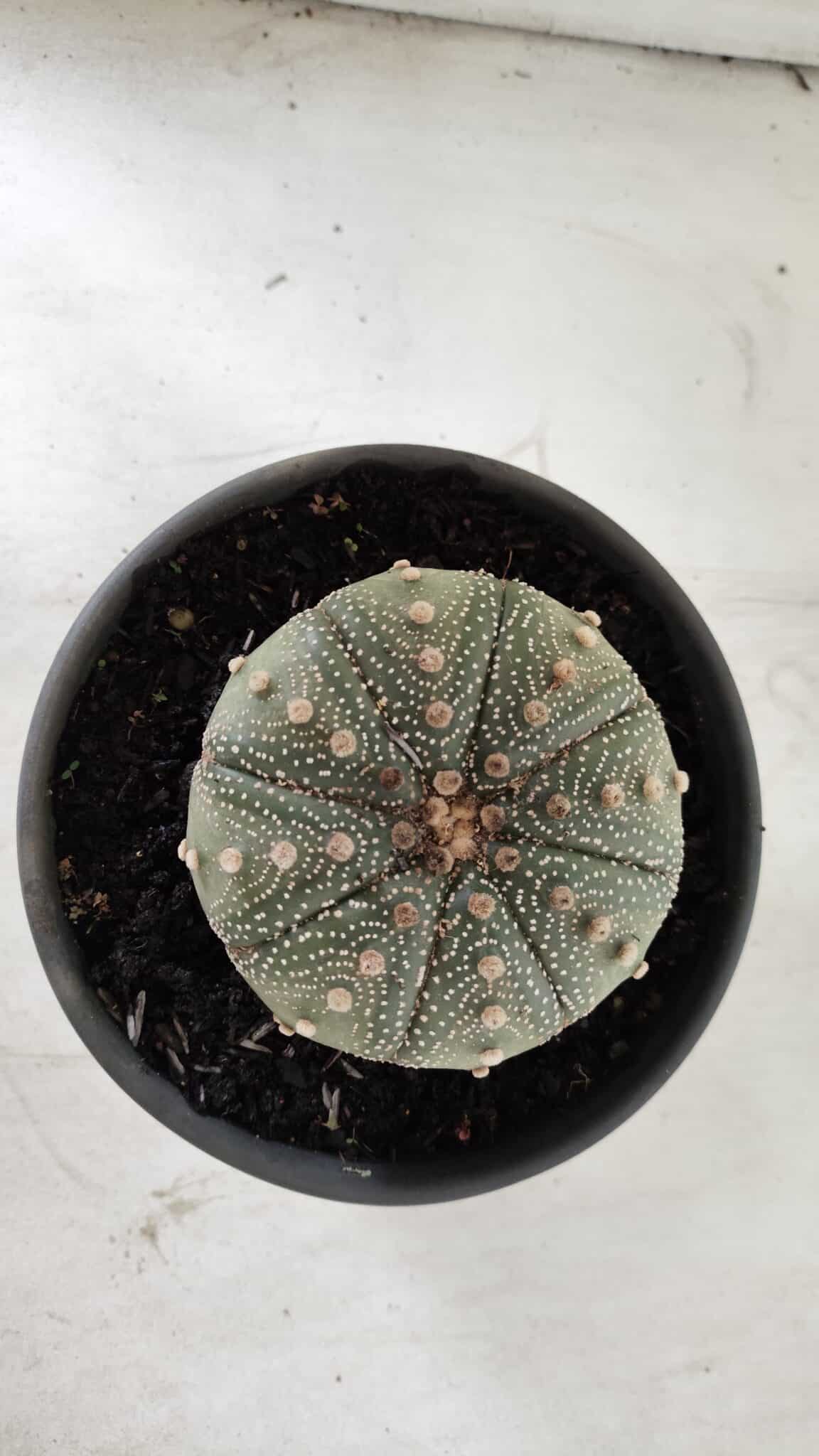 ASTROPHYTUM ASTERIAS Nº 382 – vaso 15