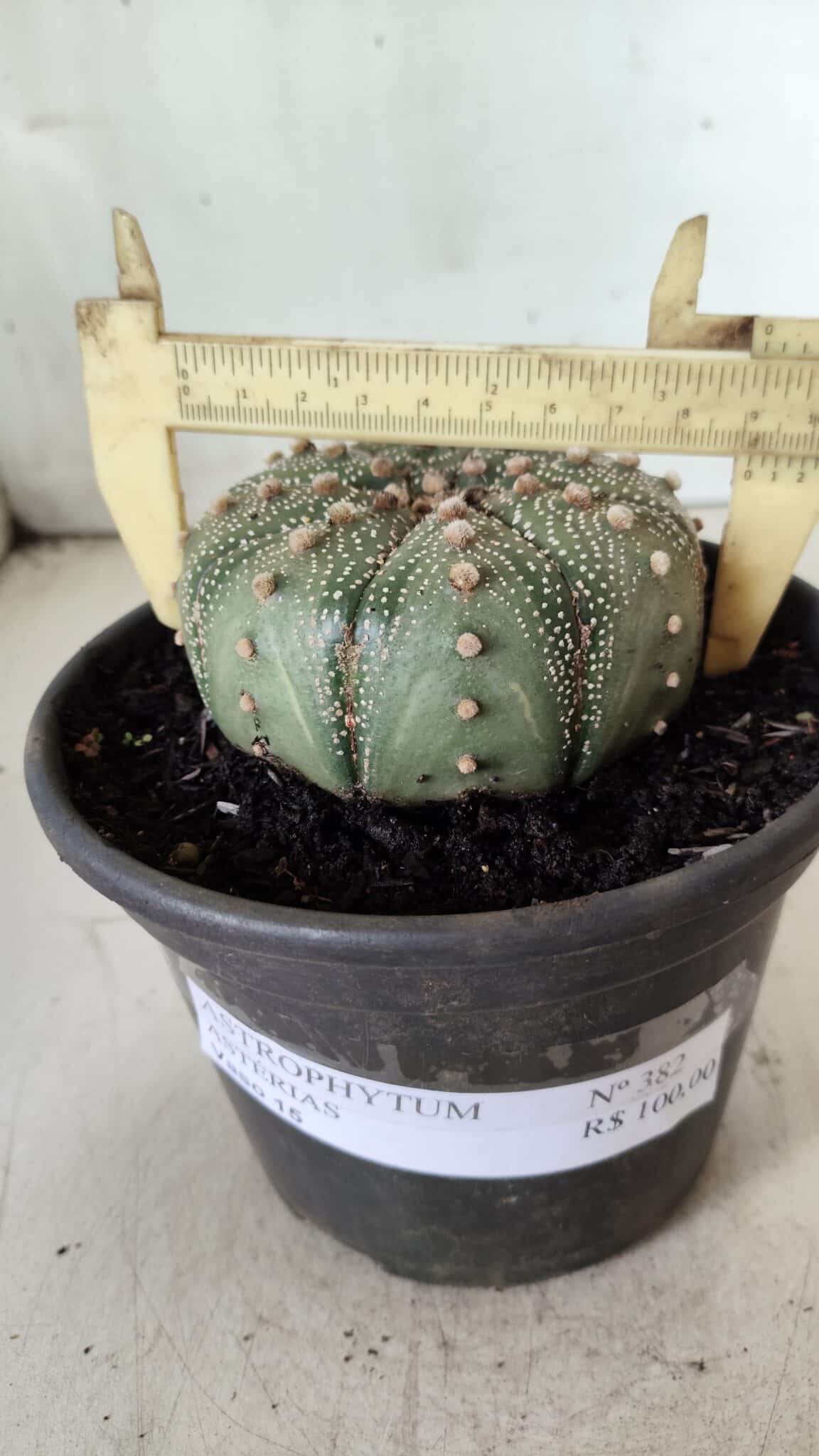 ASTROPHYTUM ASTERIAS Nº 382 – vaso 15