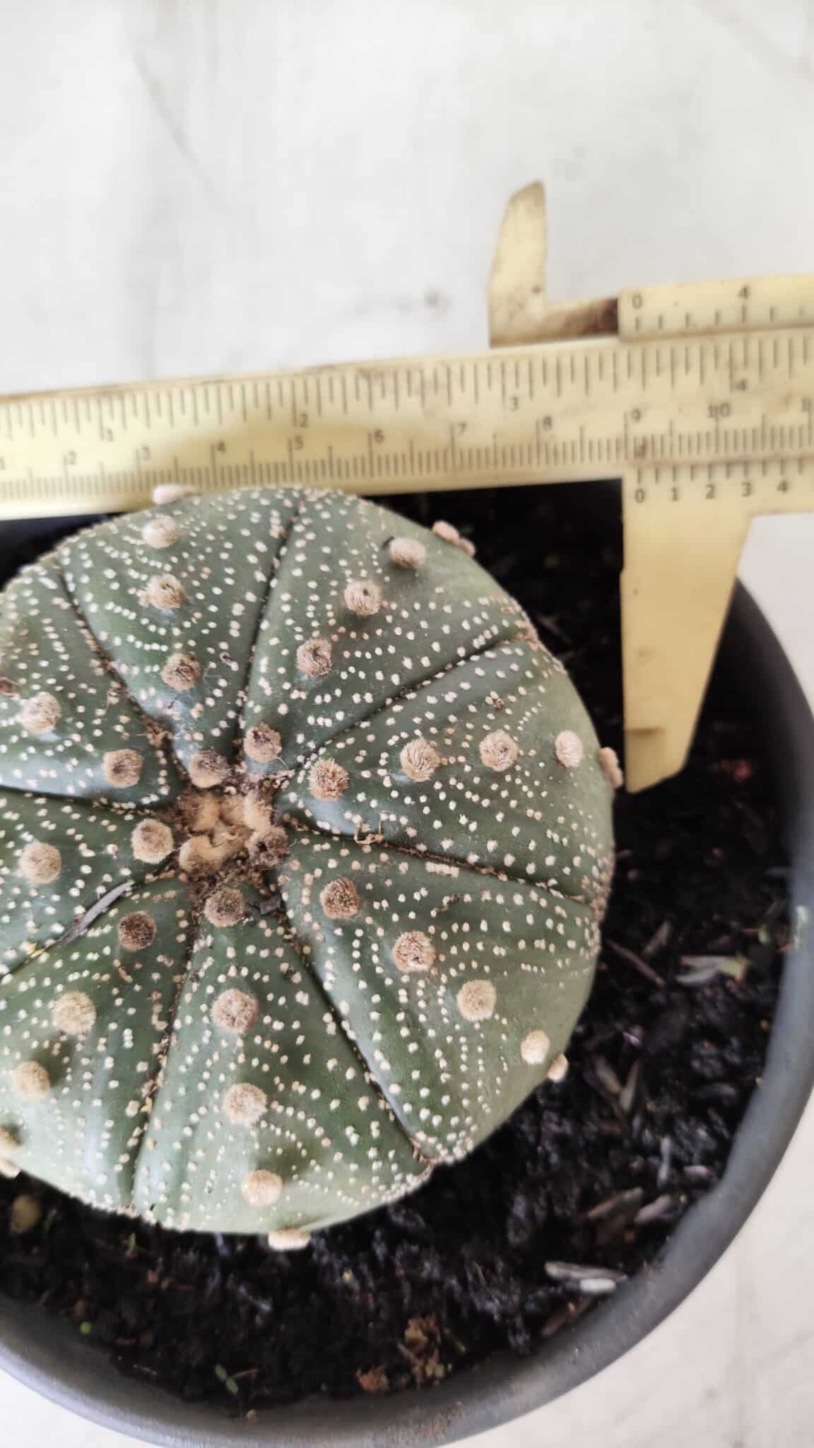 ASTROPHYTUM ASTERIAS Nº 382 – vaso 15