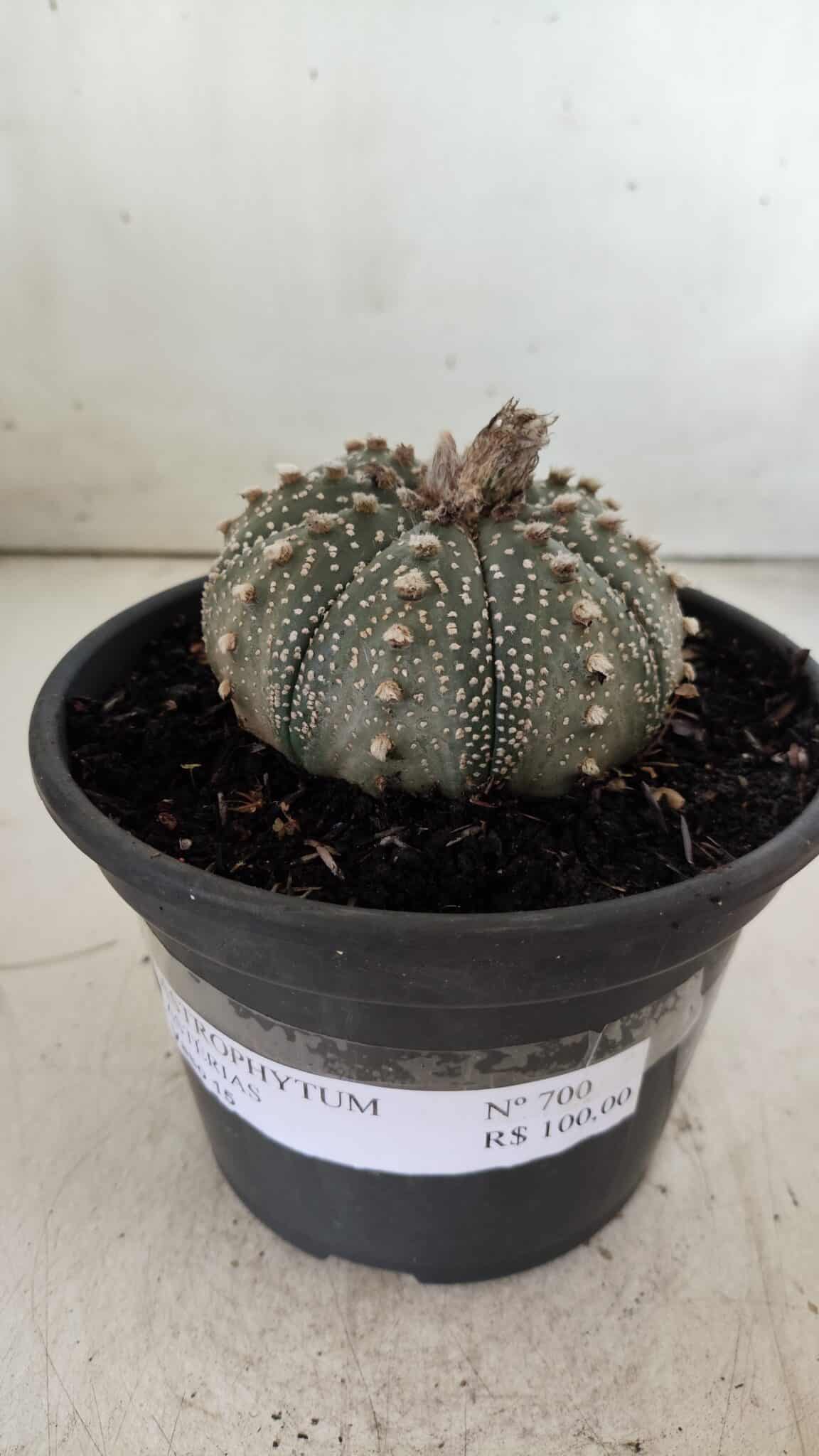 ASTROPHYTUM ASTERIAS Nº 700 – vaso 15