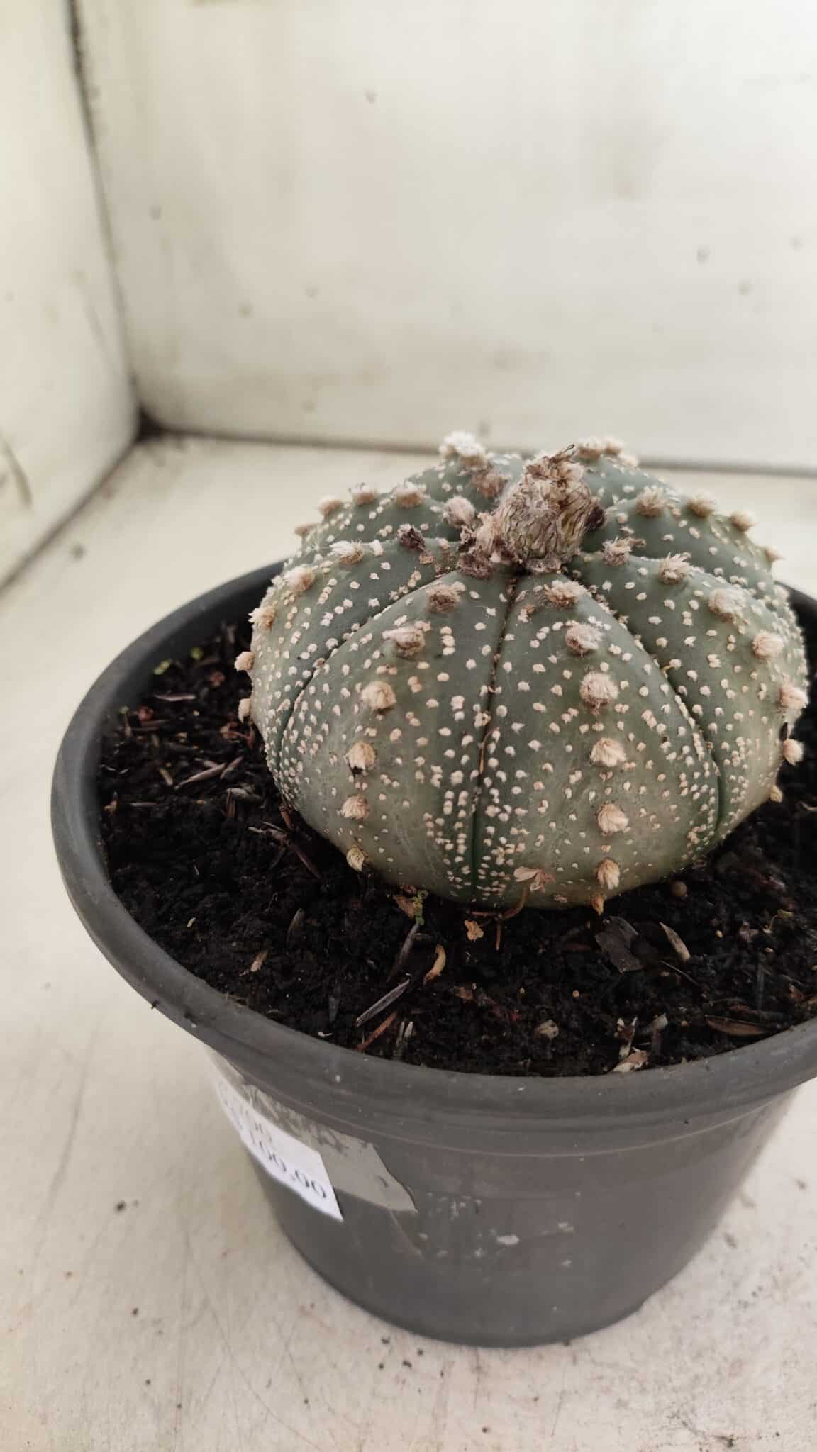 ASTROPHYTUM ASTERIAS Nº 700 – vaso 15