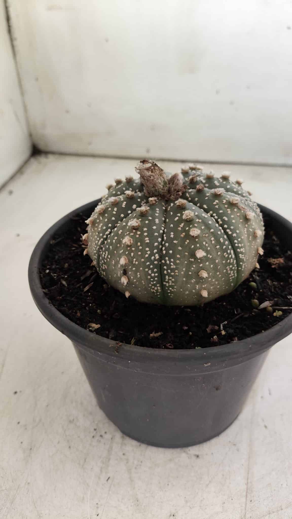 ASTROPHYTUM ASTERIAS Nº 700 – vaso 15