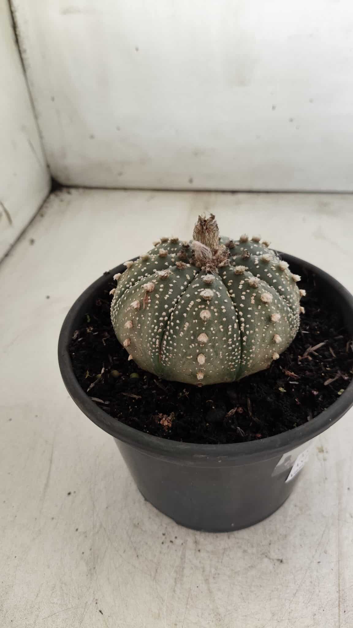 ASTROPHYTUM ASTERIAS Nº 700 – vaso 15
