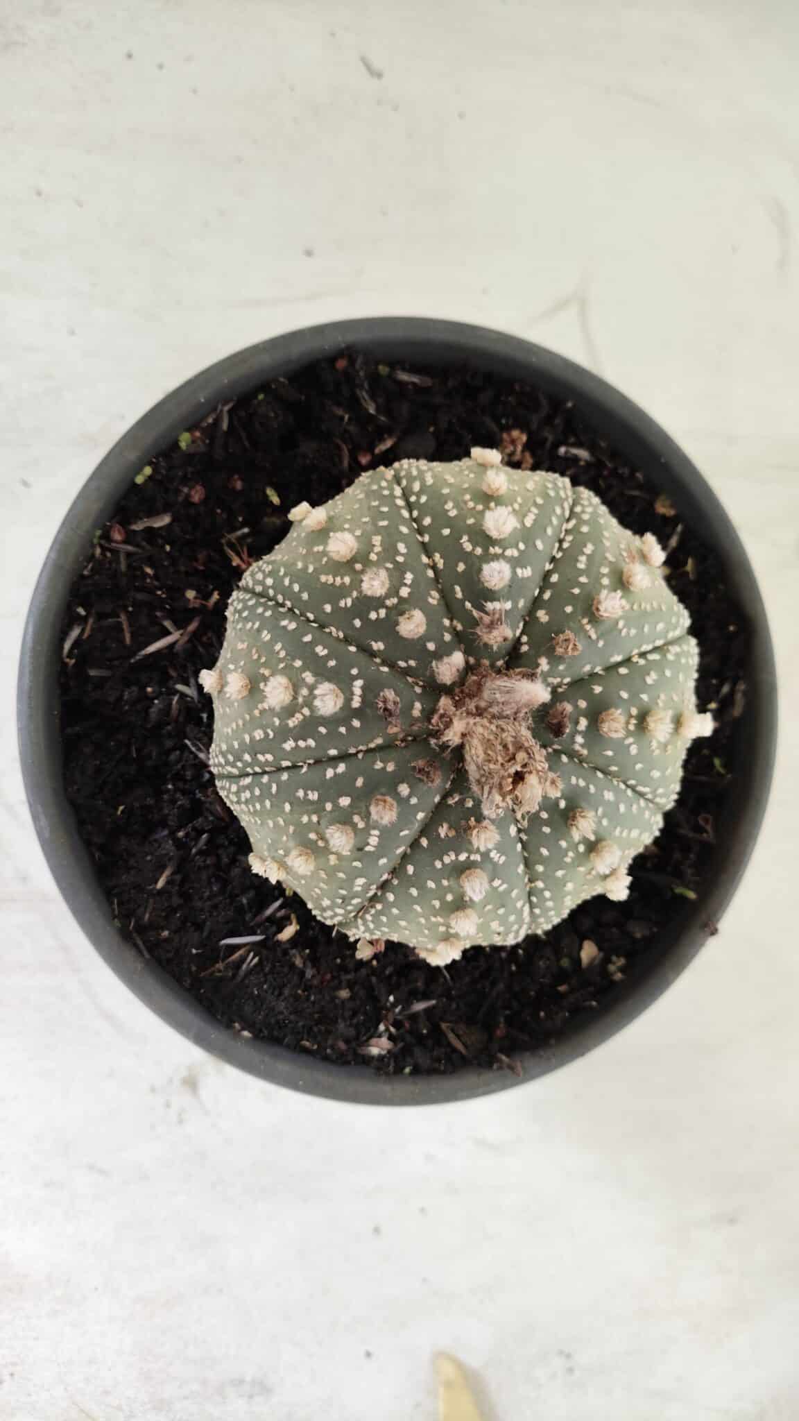 ASTROPHYTUM ASTERIAS Nº 700 – vaso 15