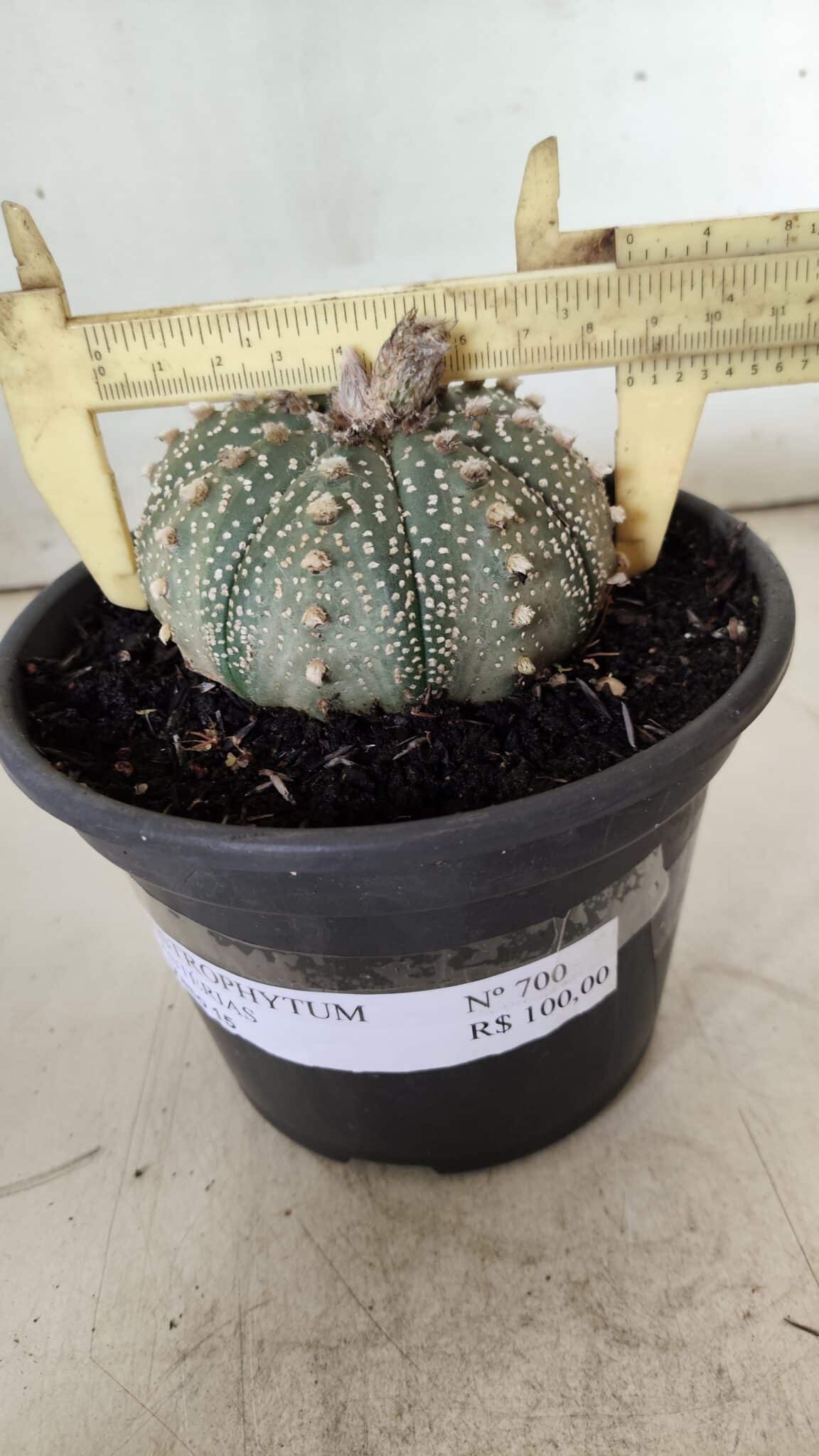 ASTROPHYTUM ASTERIAS Nº 700 – vaso 15