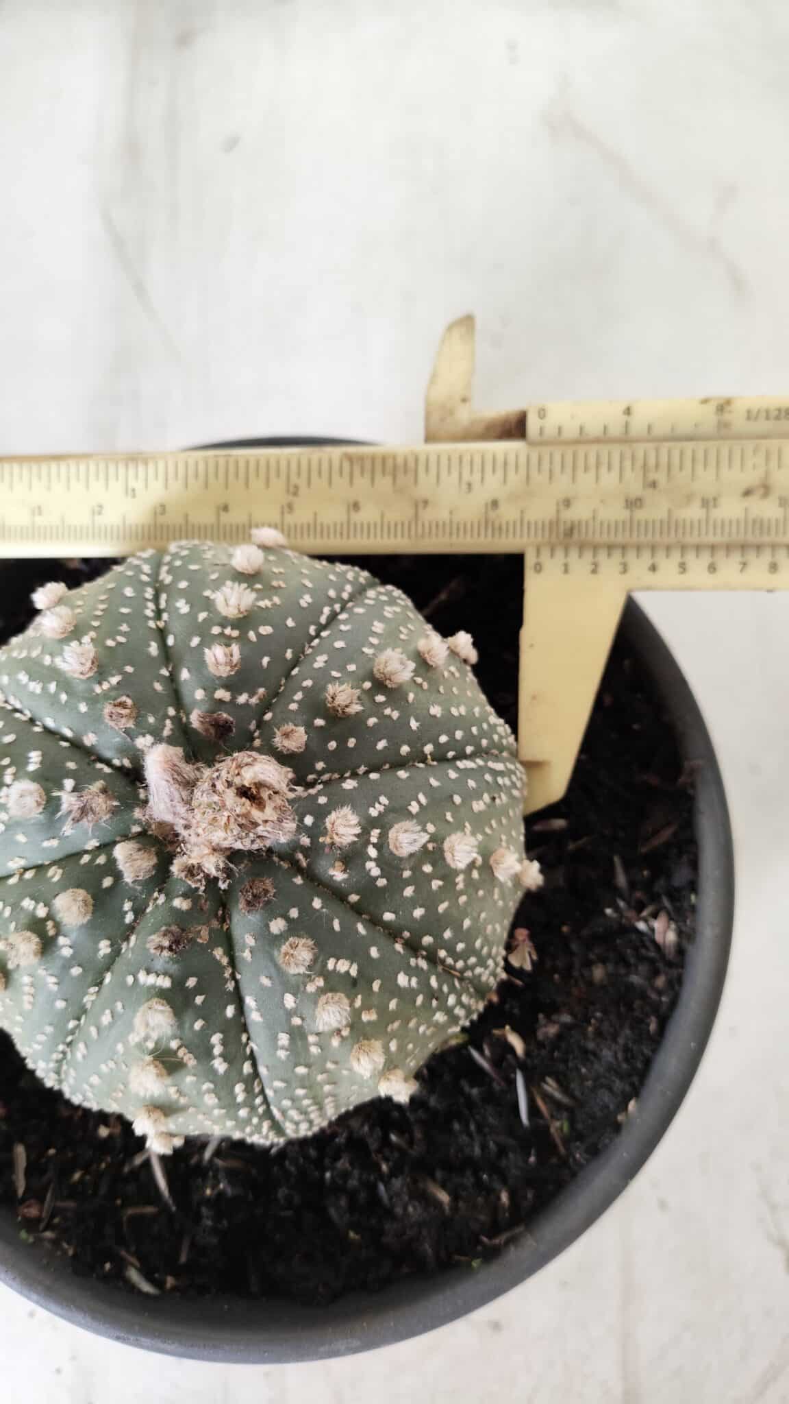 ASTROPHYTUM ASTERIAS Nº 700 – vaso 15