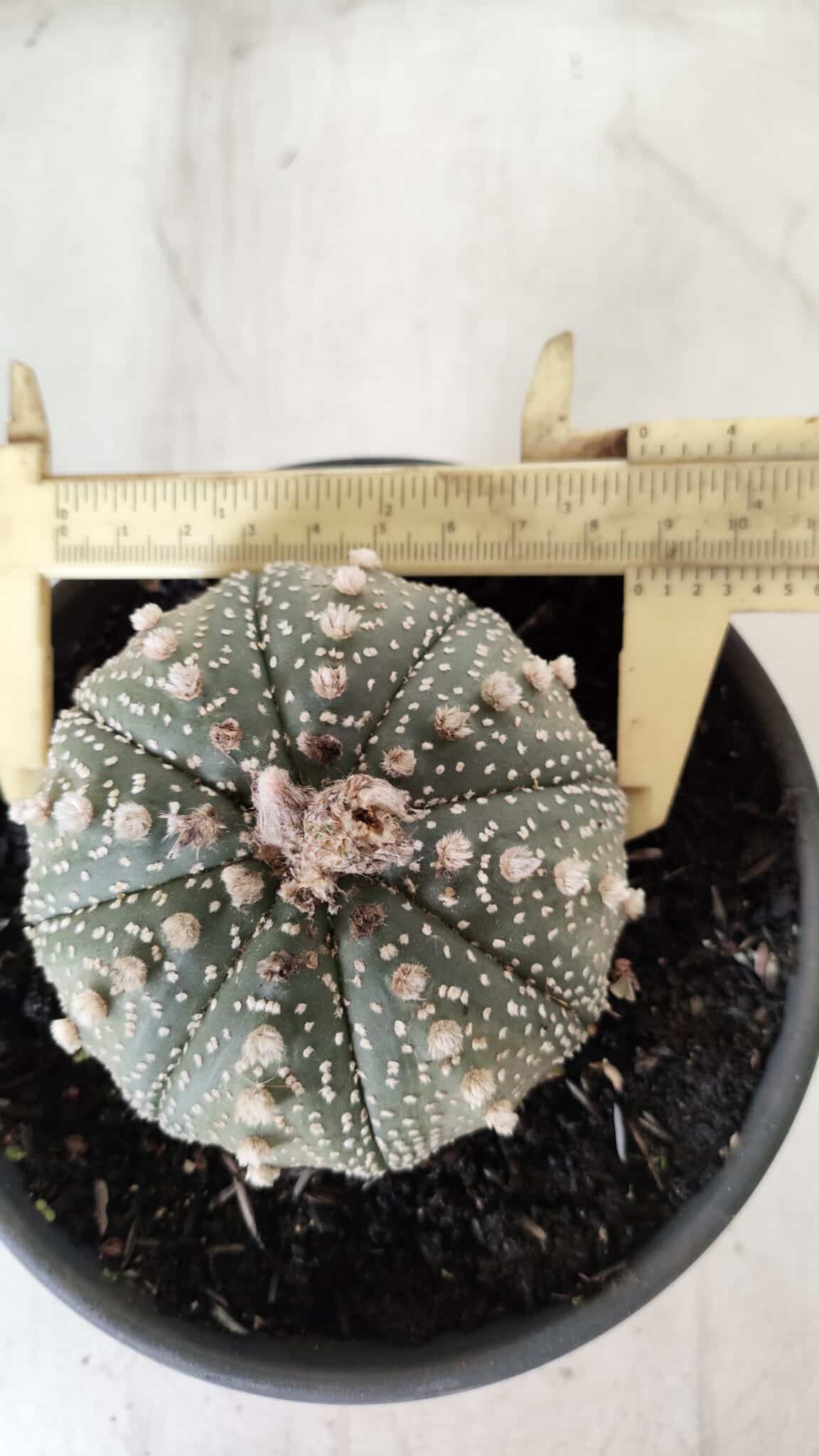 ASTROPHYTUM ASTERIAS Nº 700 – vaso 15