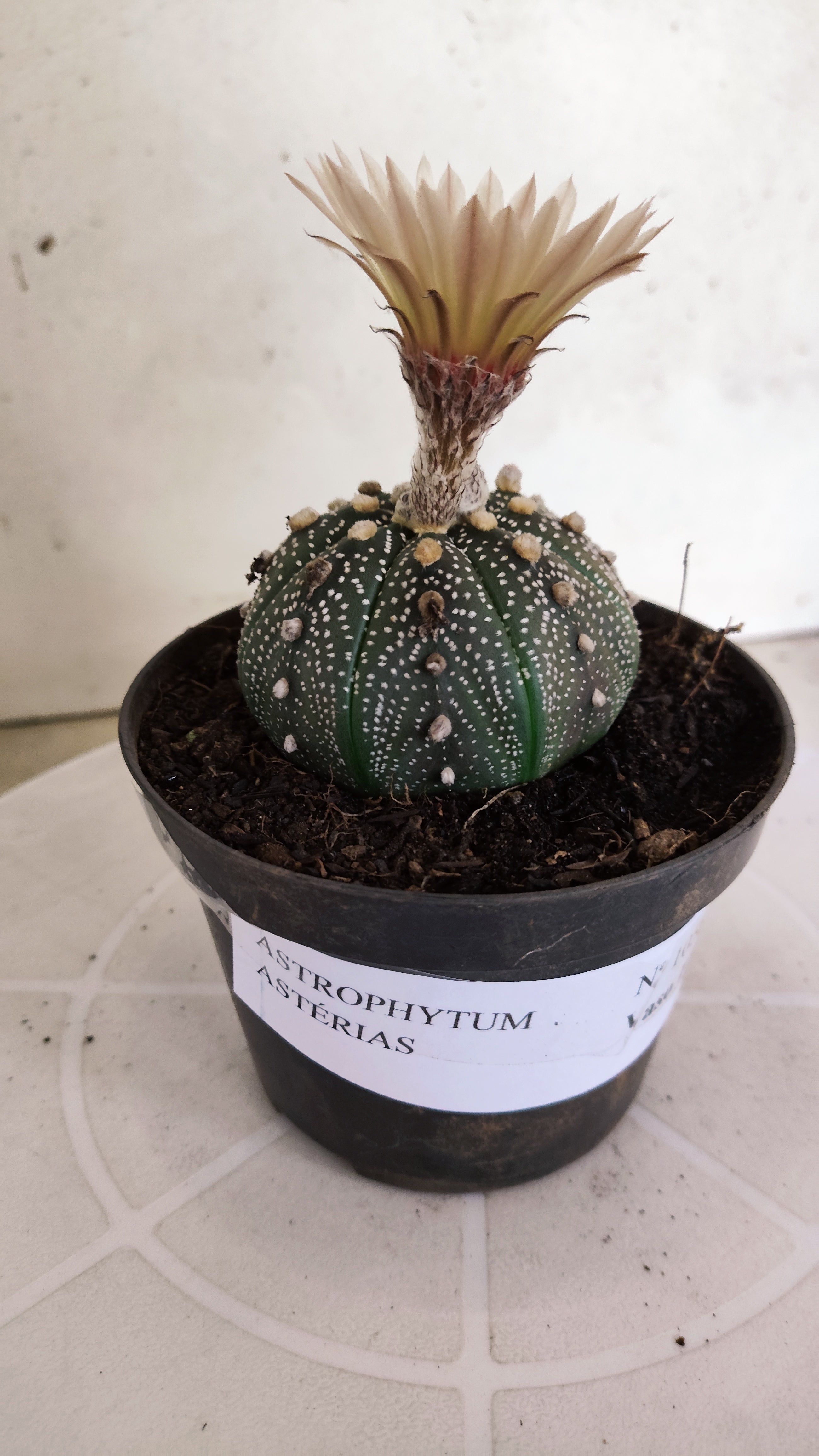 ASTROPHYTUM ASTERIAS  Nº 1058 – vaso 11