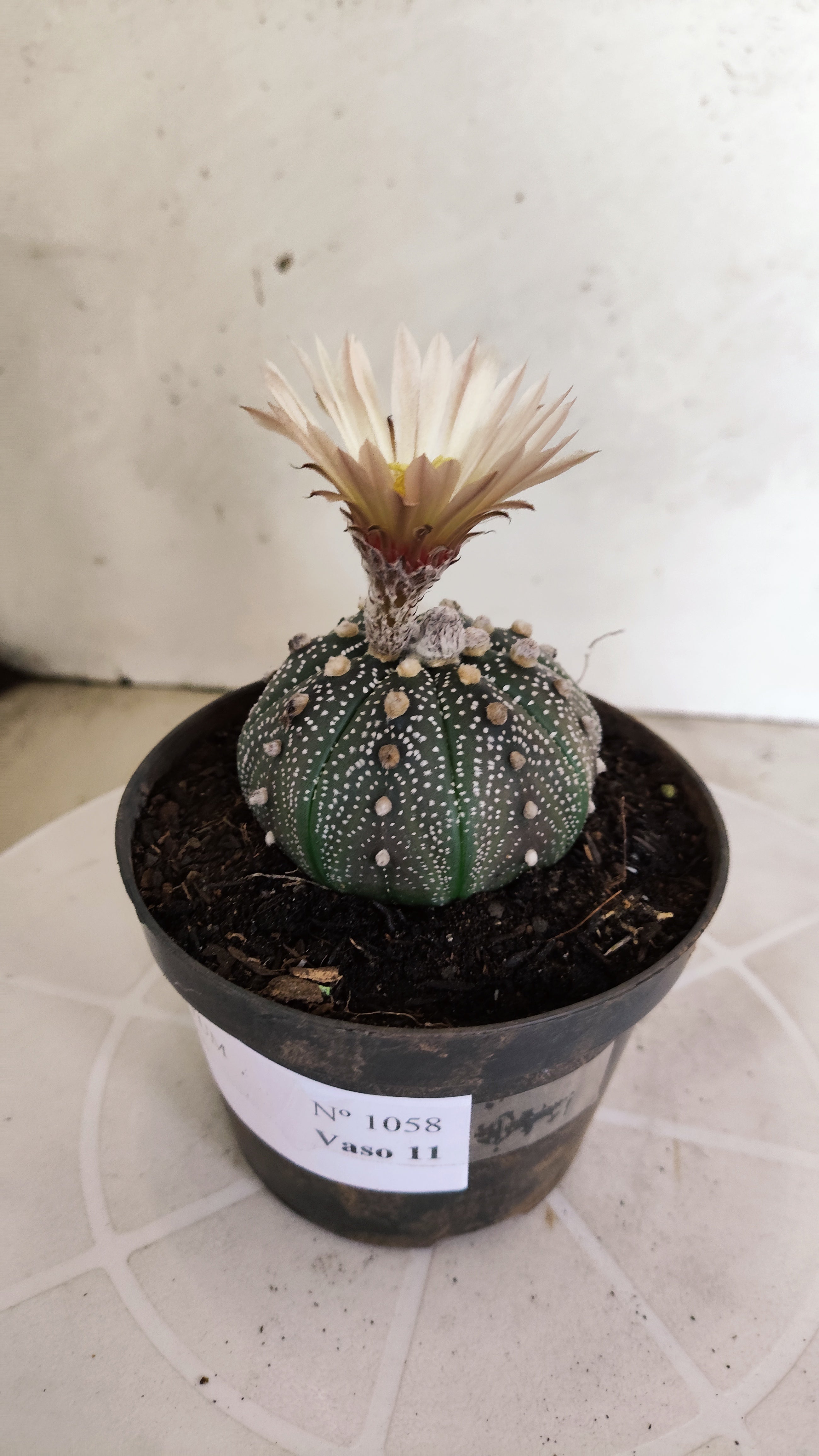 ASTROPHYTUM ASTERIAS  Nº 1058 – vaso 11