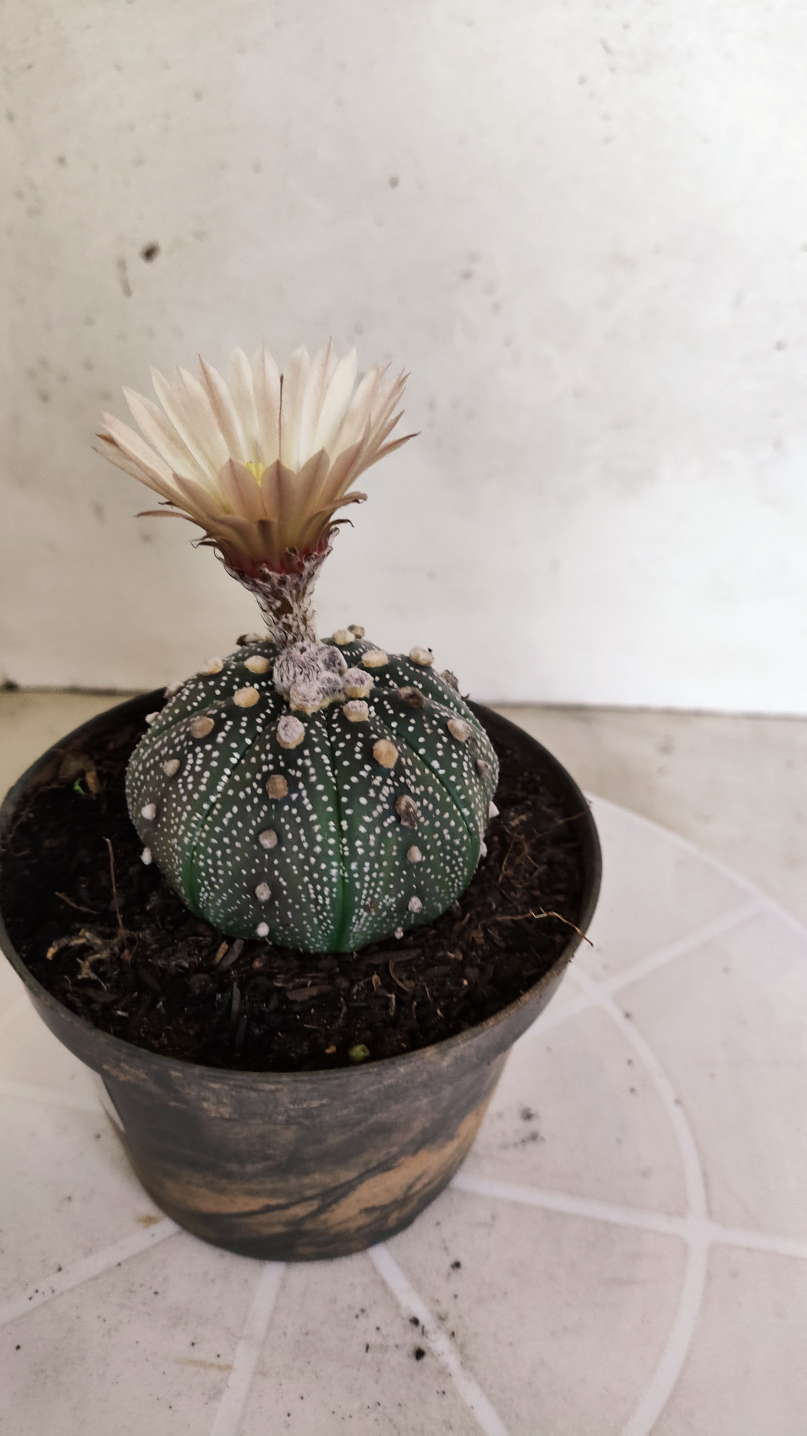 ASTROPHYTUM ASTERIAS  Nº 1058 – vaso 11