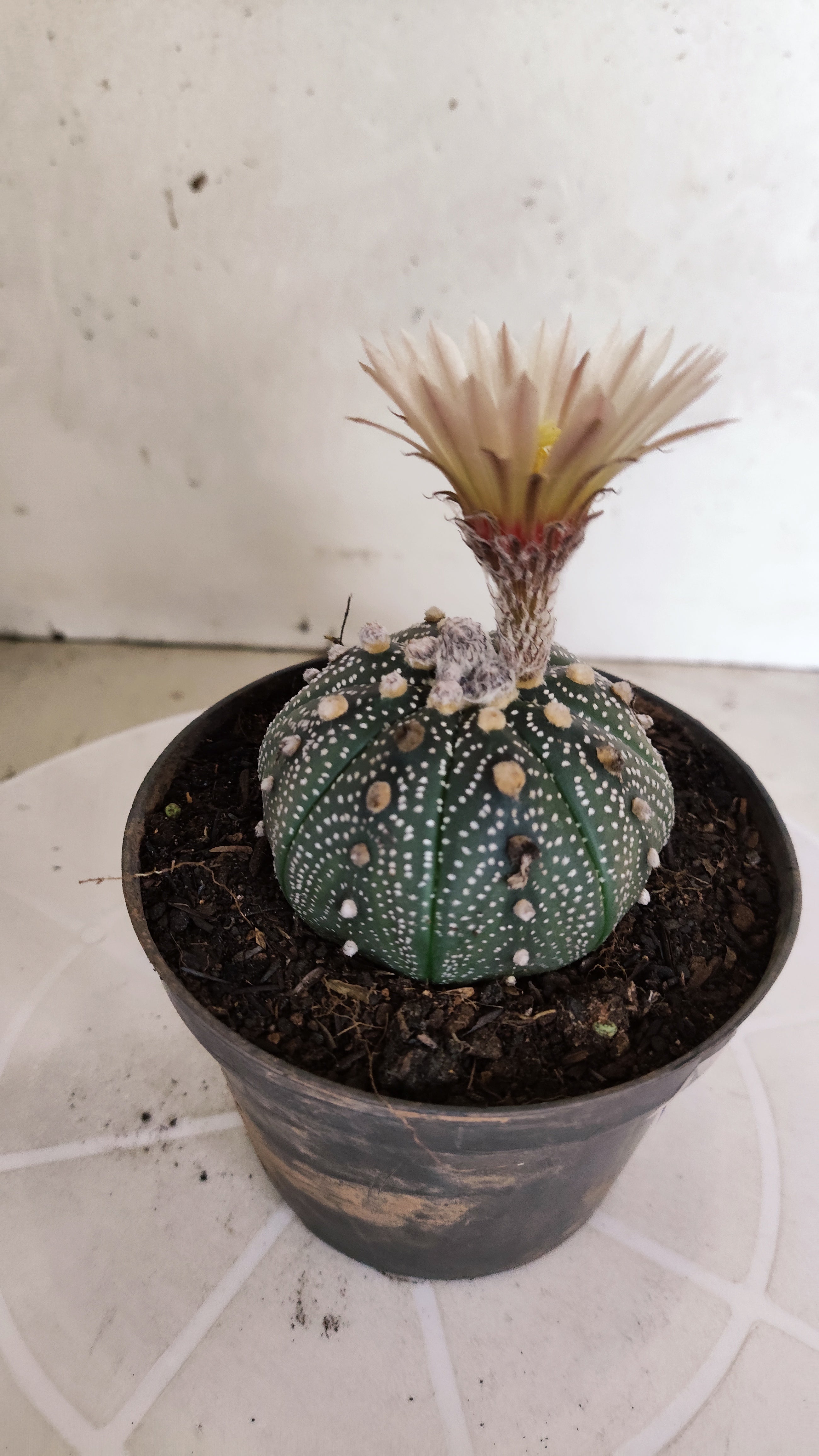 ASTROPHYTUM ASTERIAS  Nº 1058 – vaso 11