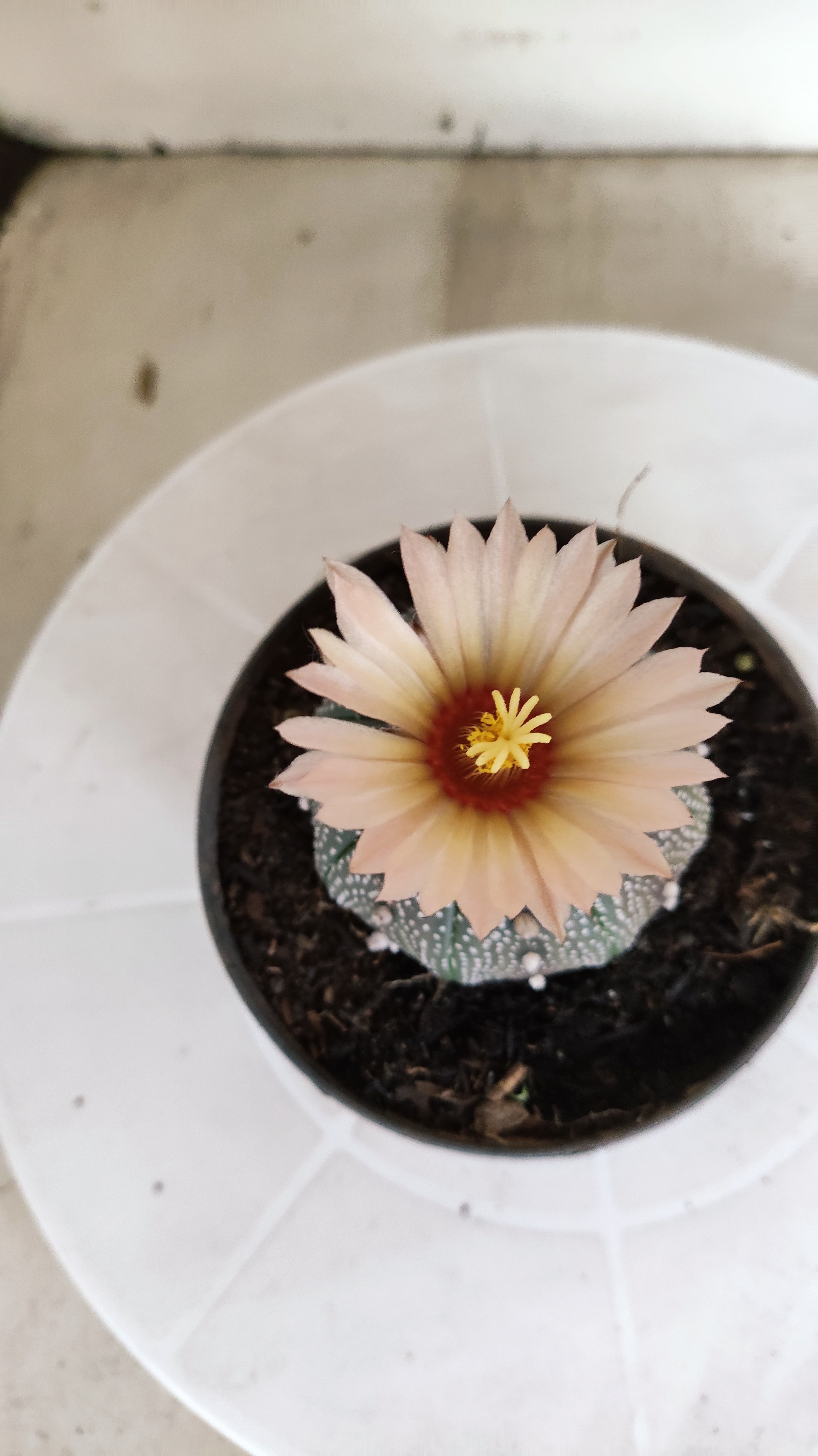ASTROPHYTUM ASTERIAS  Nº 1058 – vaso 11