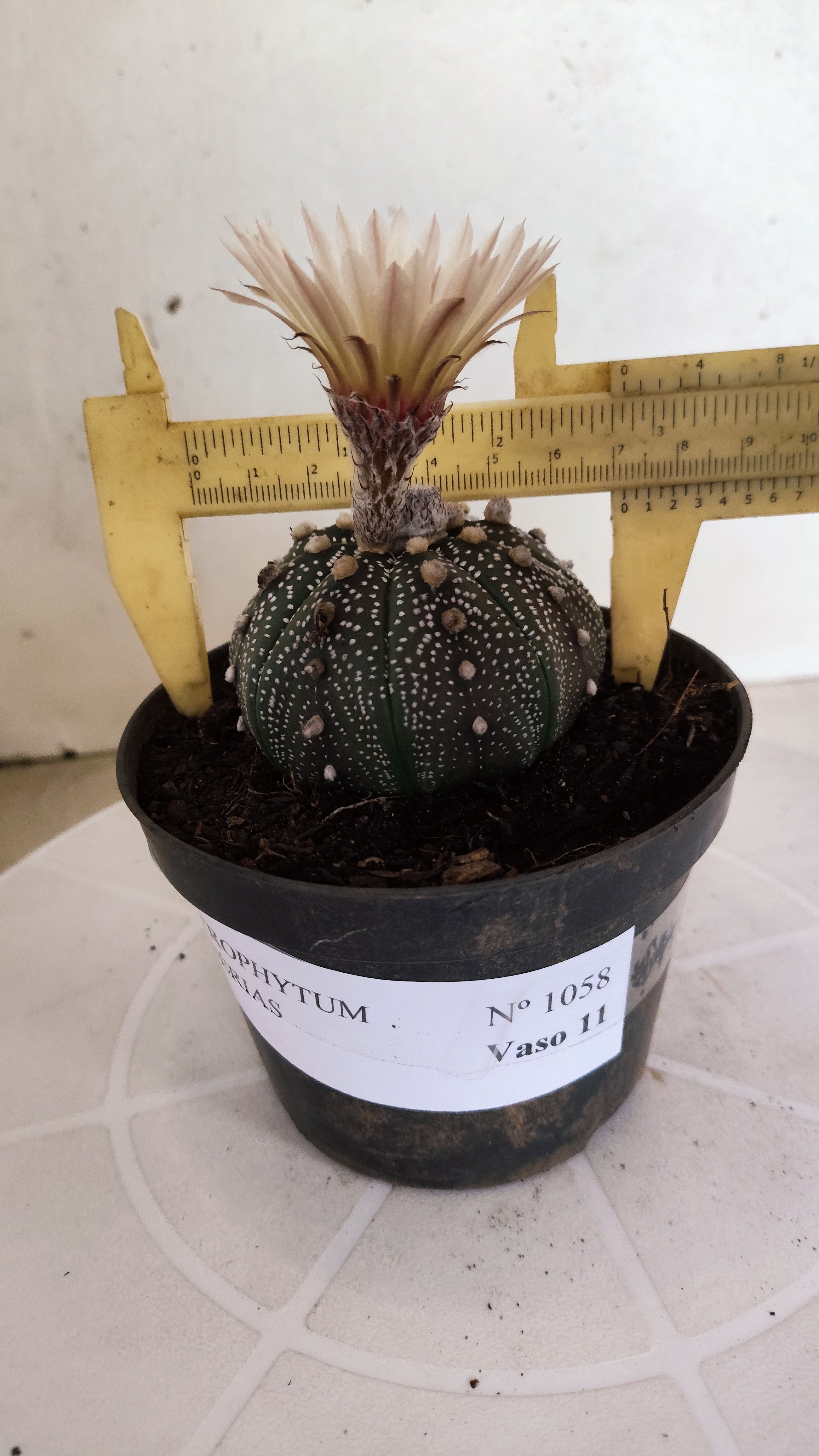 ASTROPHYTUM ASTERIAS  Nº 1058 – vaso 11