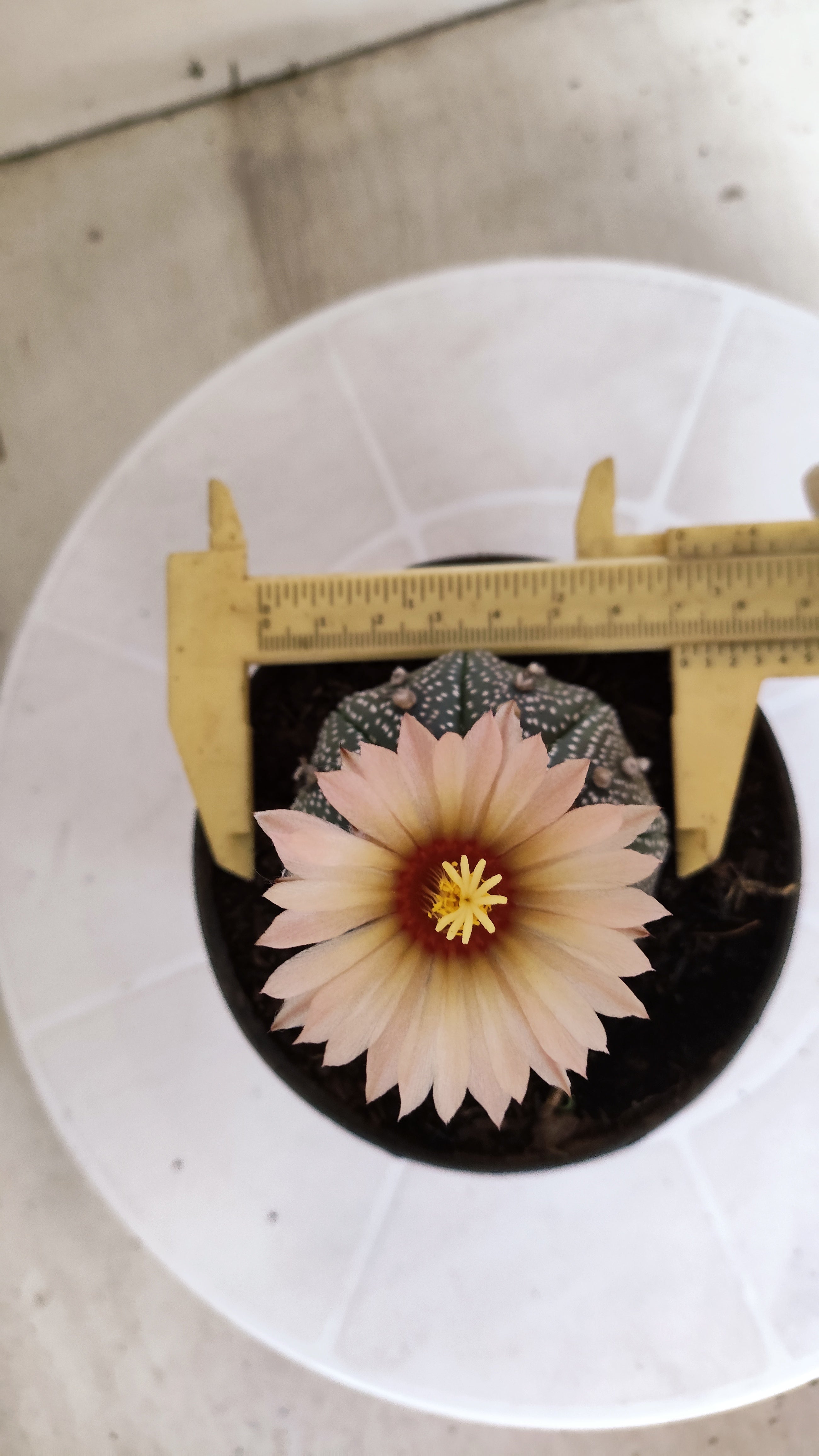 ASTROPHYTUM ASTERIAS  Nº 1058 – vaso 11