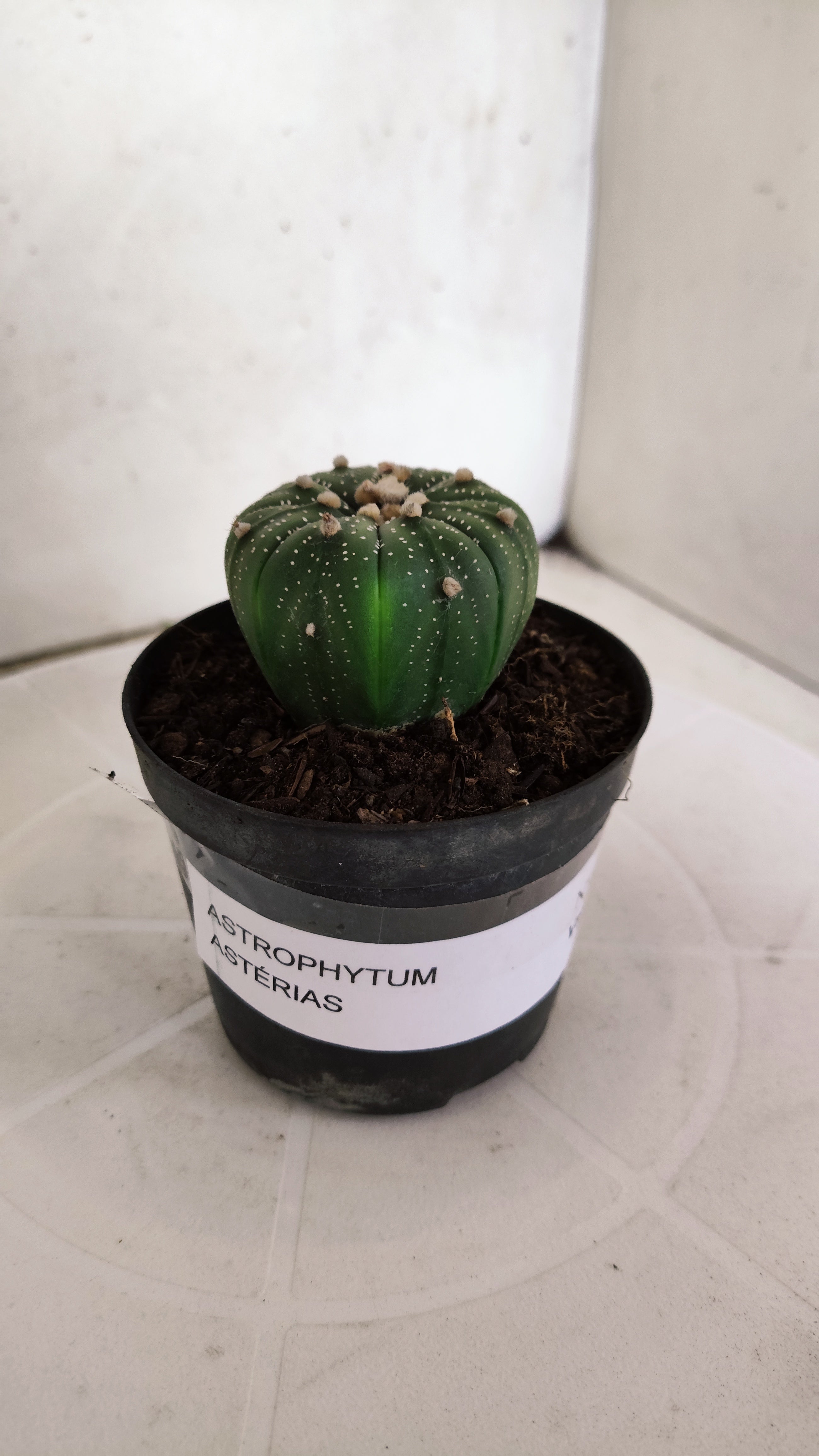 ASTROPHYTUM ASTERIAS  Nº 1060 – vaso 09