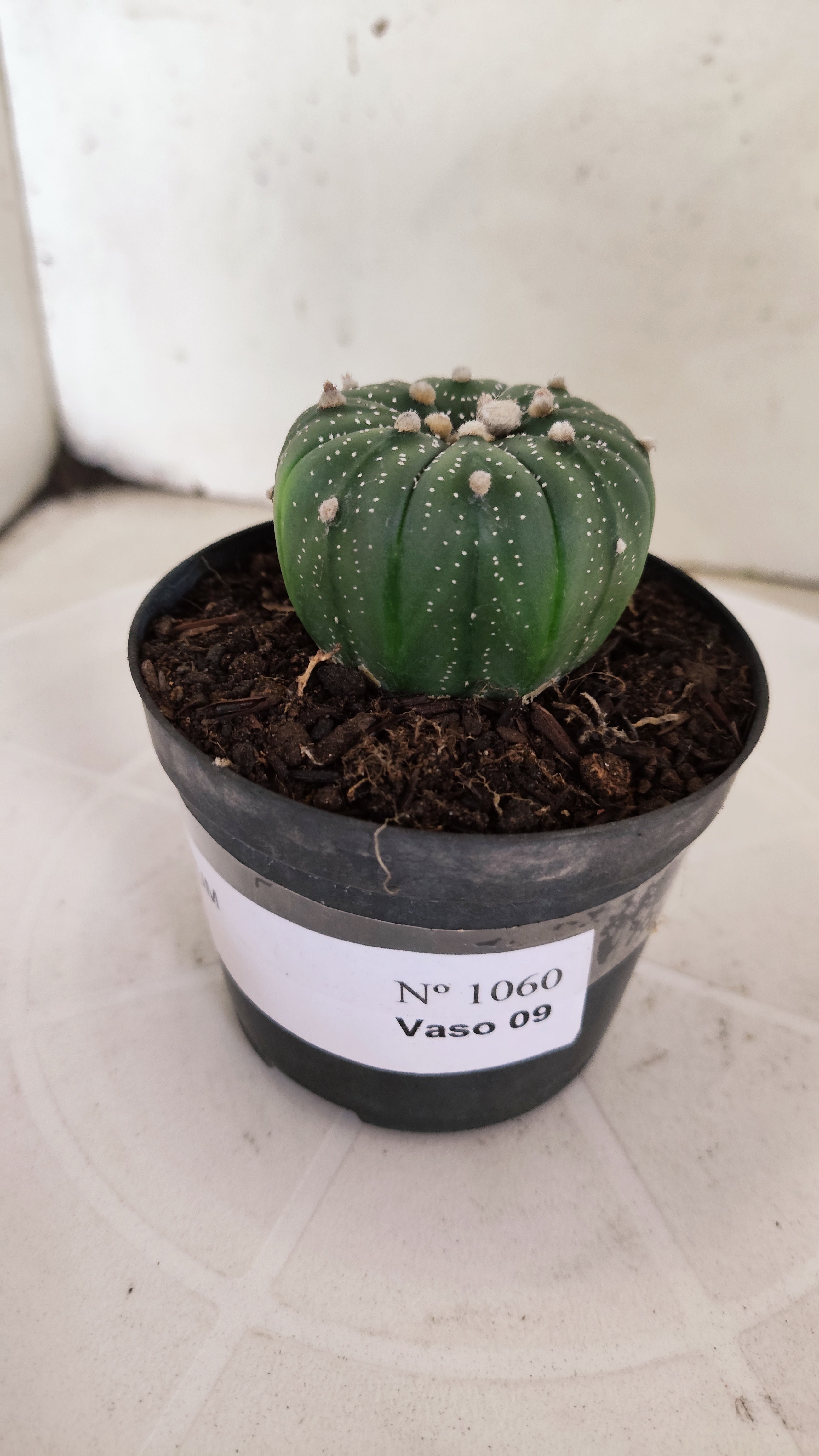 ASTROPHYTUM ASTERIAS  Nº 1060 – vaso 09