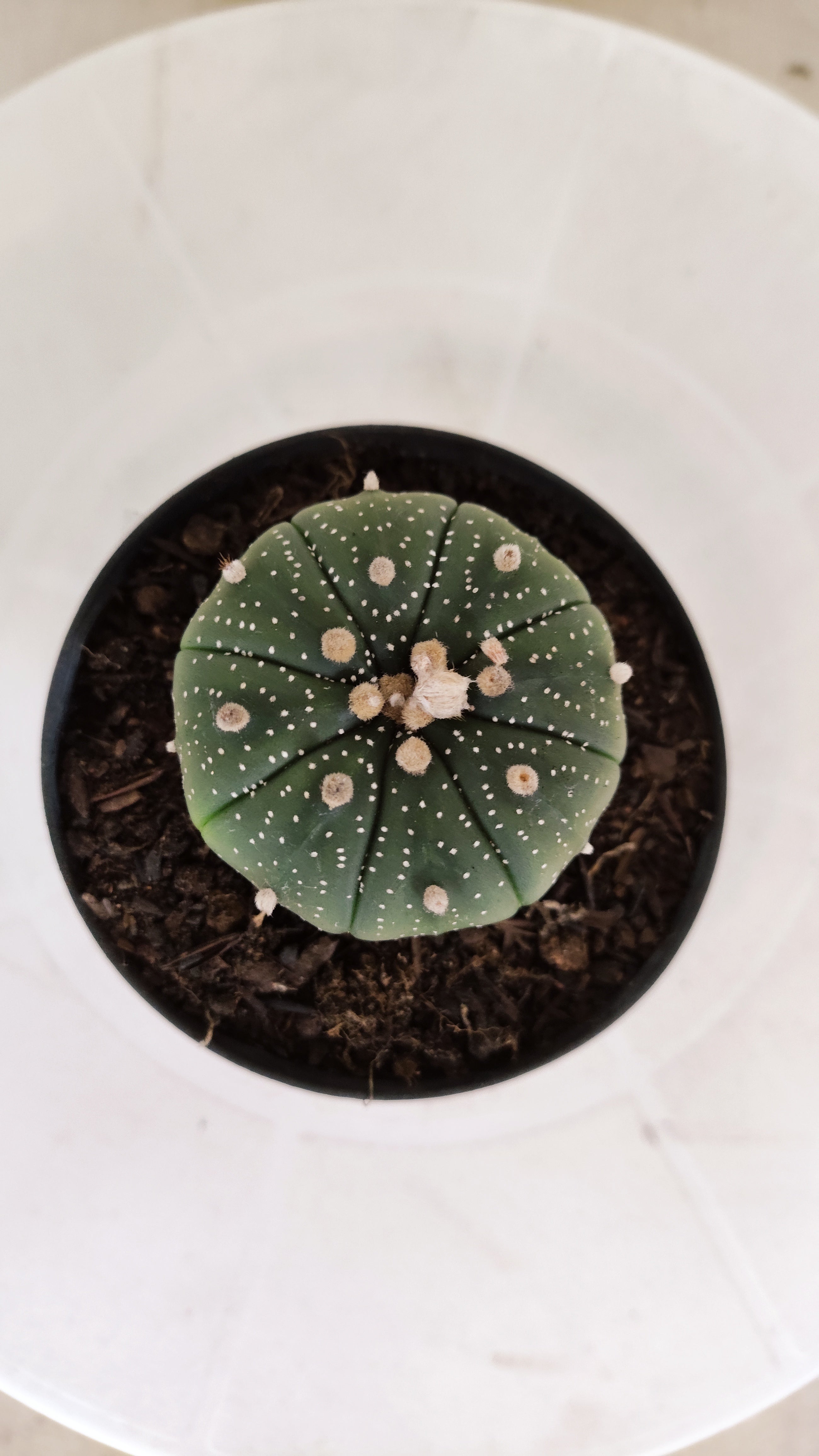 ASTROPHYTUM ASTERIAS  Nº 1060 – vaso 09