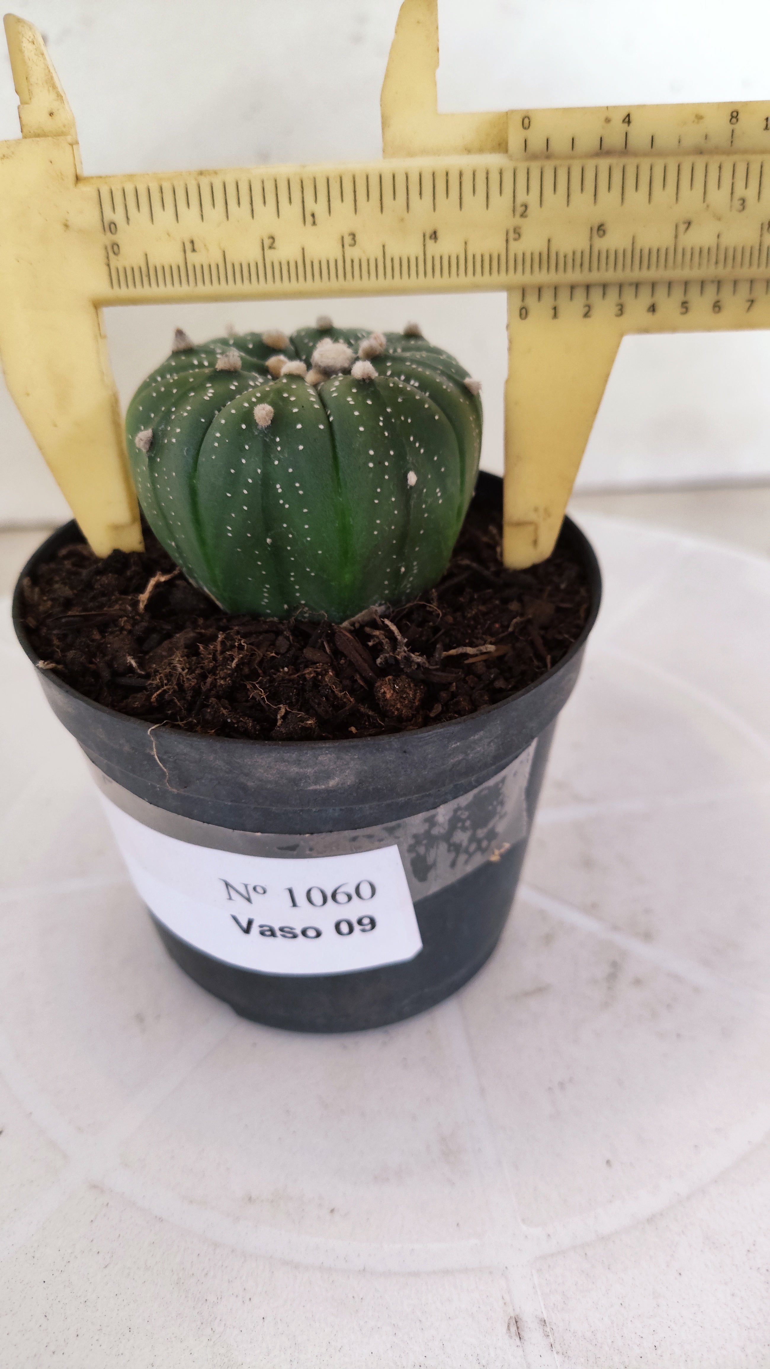 ASTROPHYTUM ASTERIAS  Nº 1060 – vaso 09