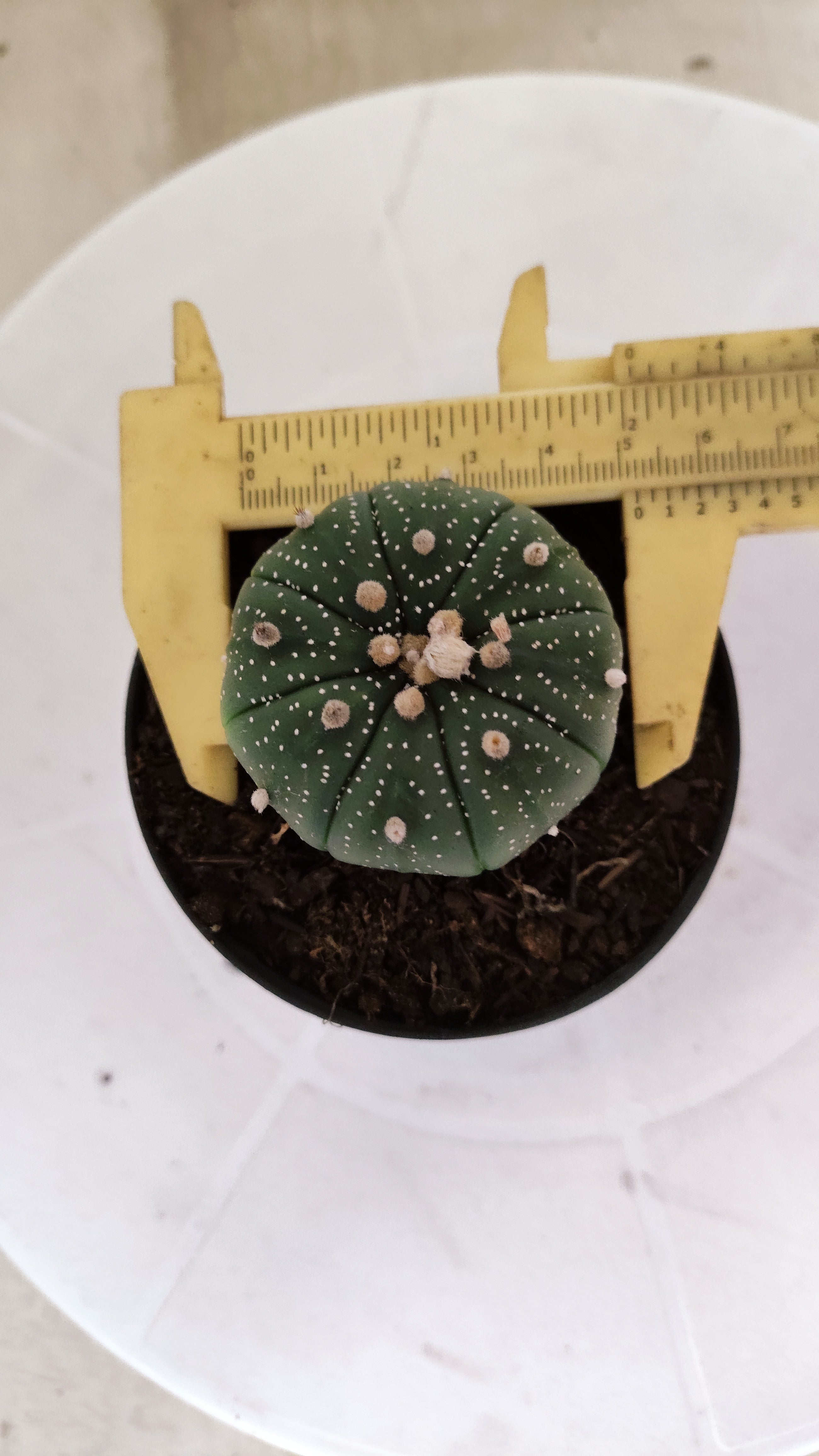ASTROPHYTUM ASTERIAS  Nº 1060 – vaso 09