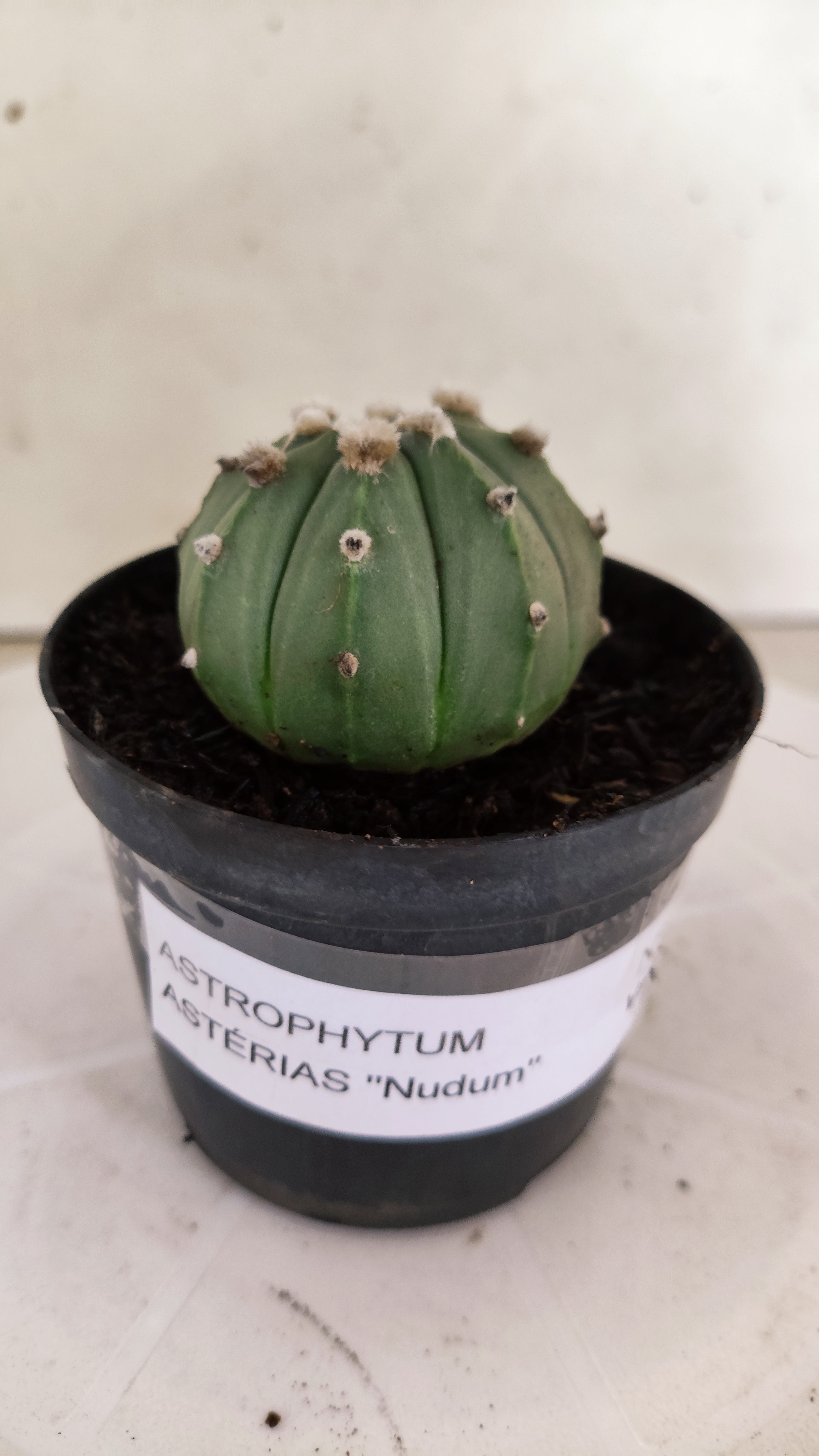ASTROPHYTUM ASTERIAS "NUDUM"  Nº 1061 – vaso 09