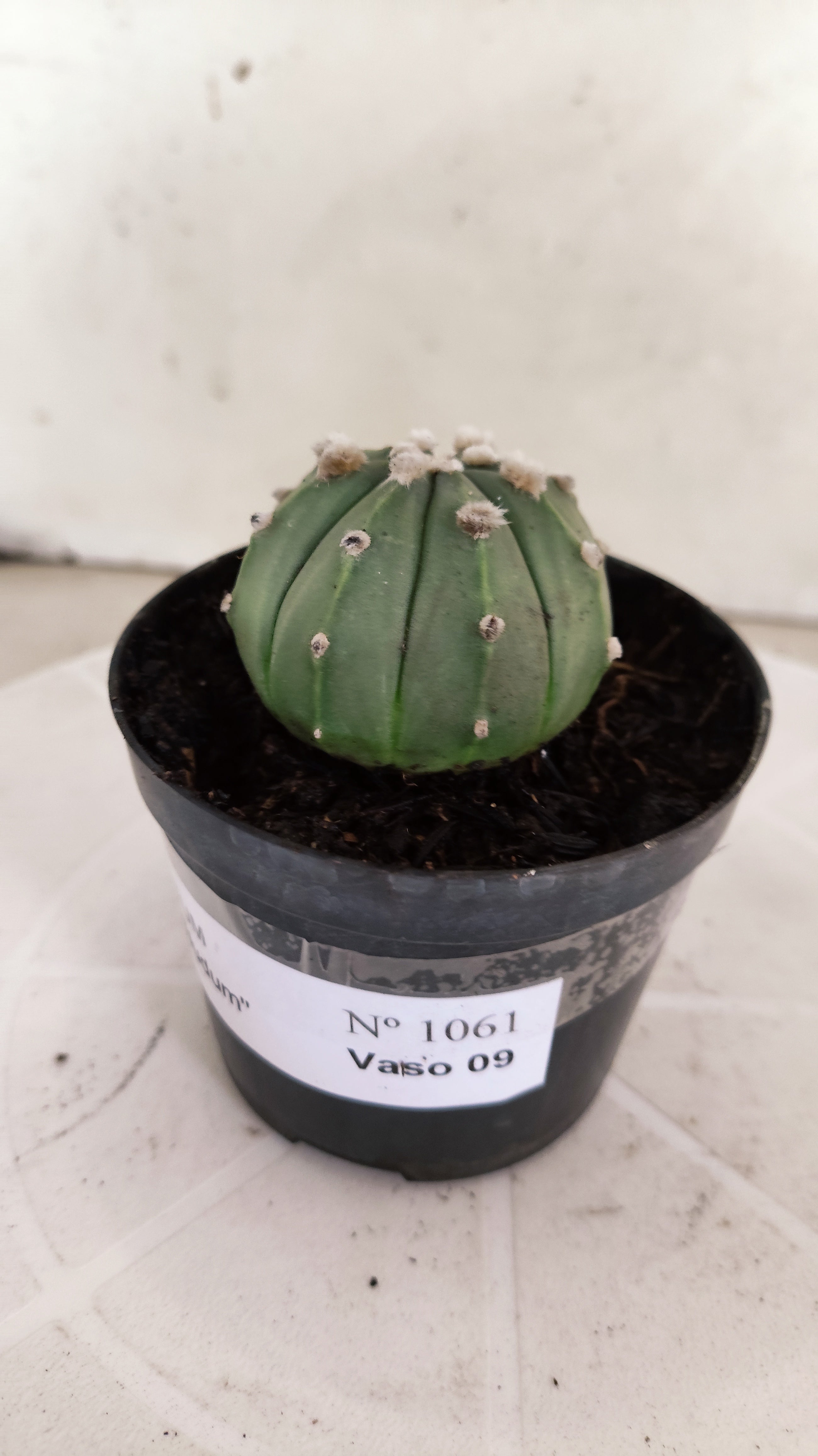 ASTROPHYTUM ASTERIAS "NUDUM"  Nº 1061 – vaso 09