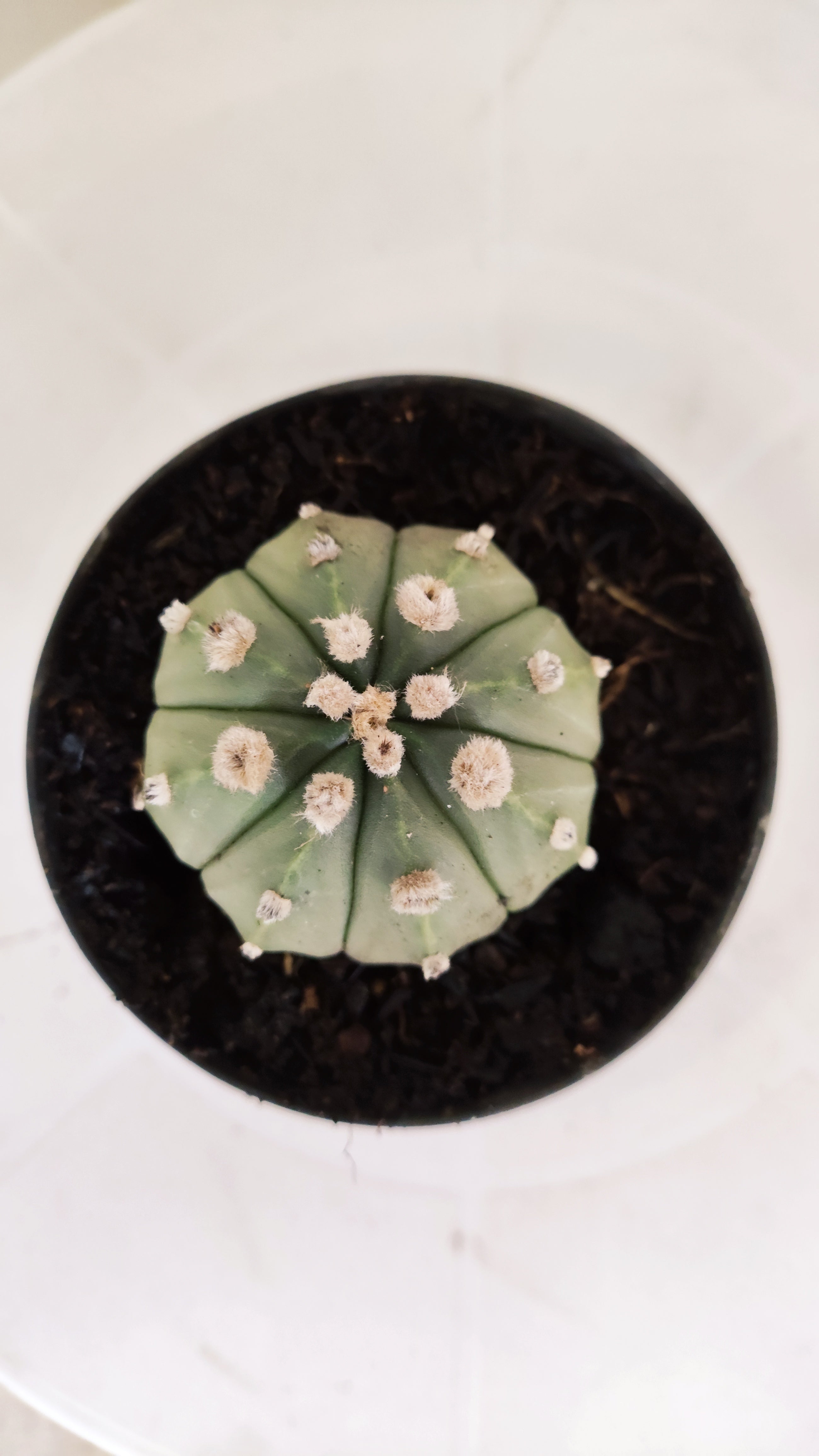 ASTROPHYTUM ASTERIAS "NUDUM"  Nº 1061 – vaso 09