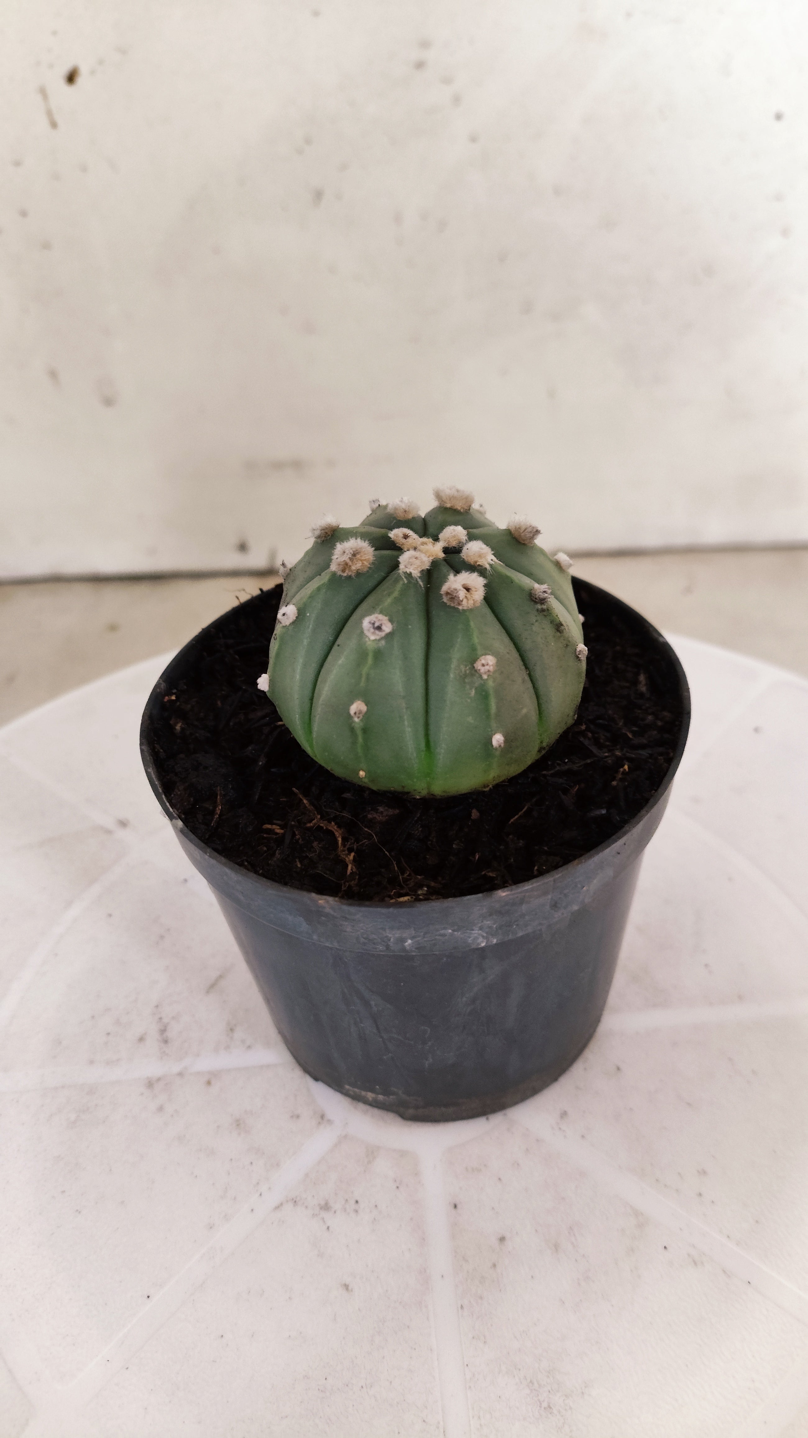 ASTROPHYTUM ASTERIAS "NUDUM"  Nº 1061 – vaso 09