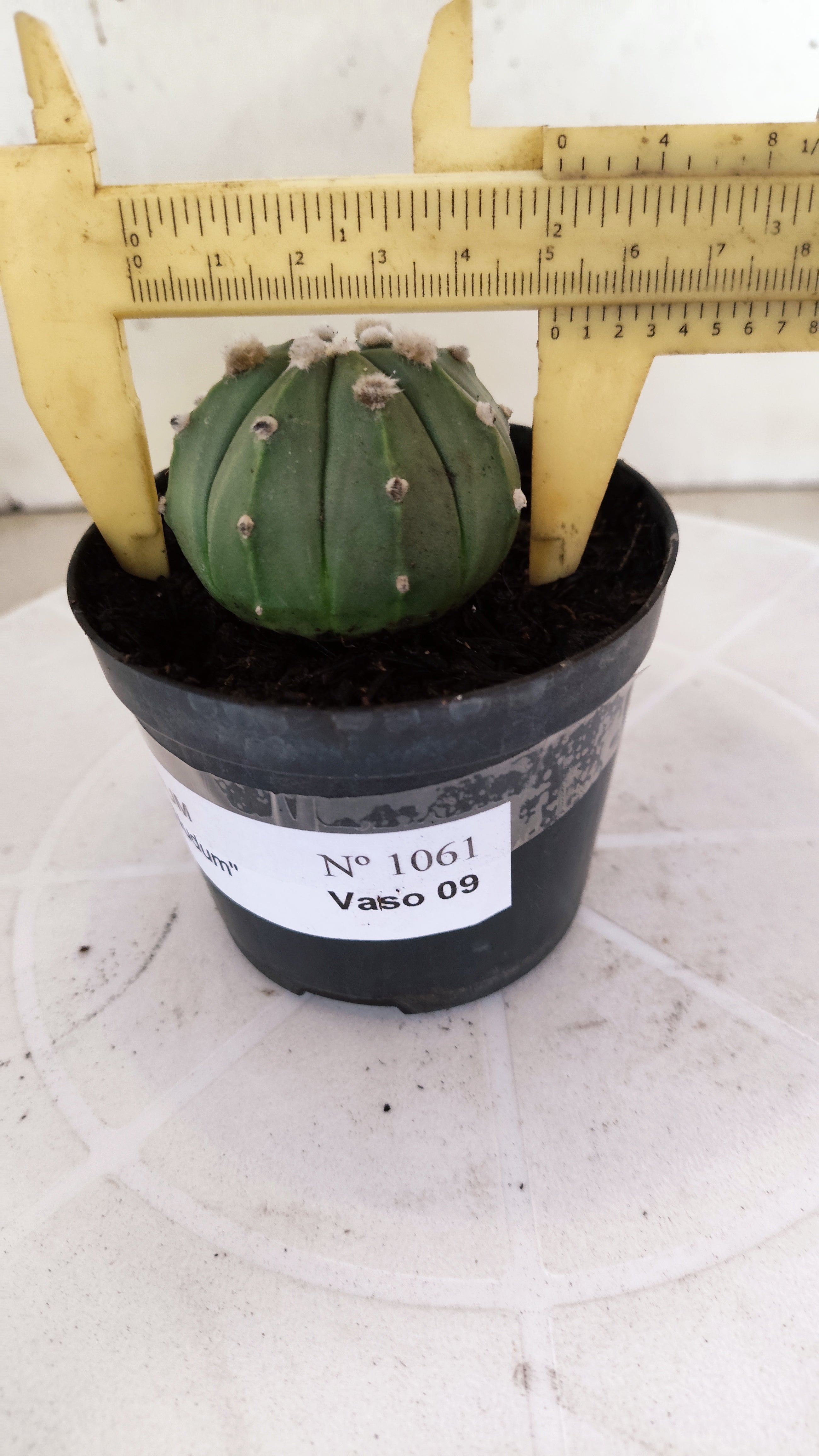 ASTROPHYTUM ASTERIAS "NUDUM"  Nº 1061 – vaso 09
