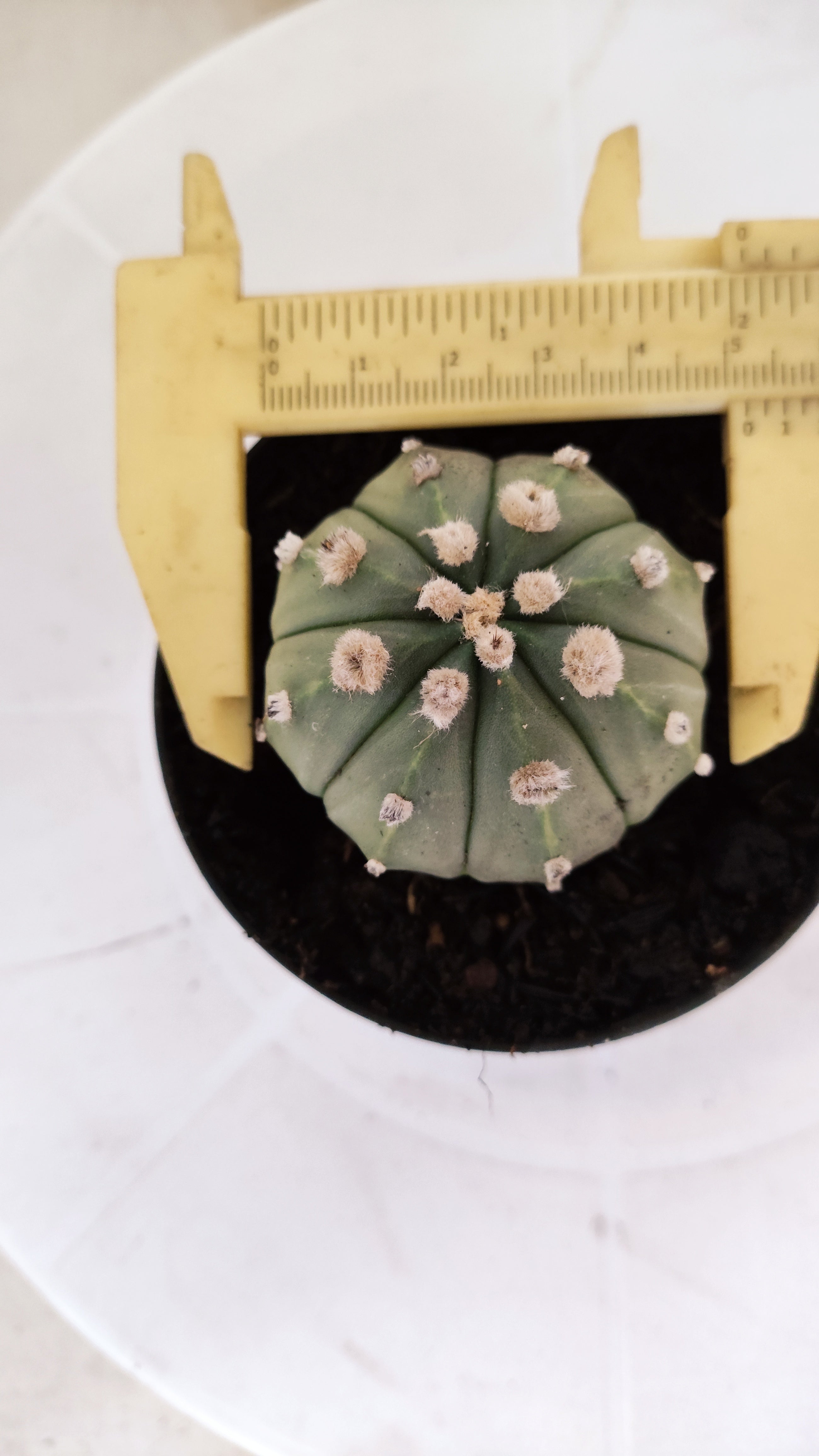 ASTROPHYTUM ASTERIAS "NUDUM"  Nº 1061 – vaso 09