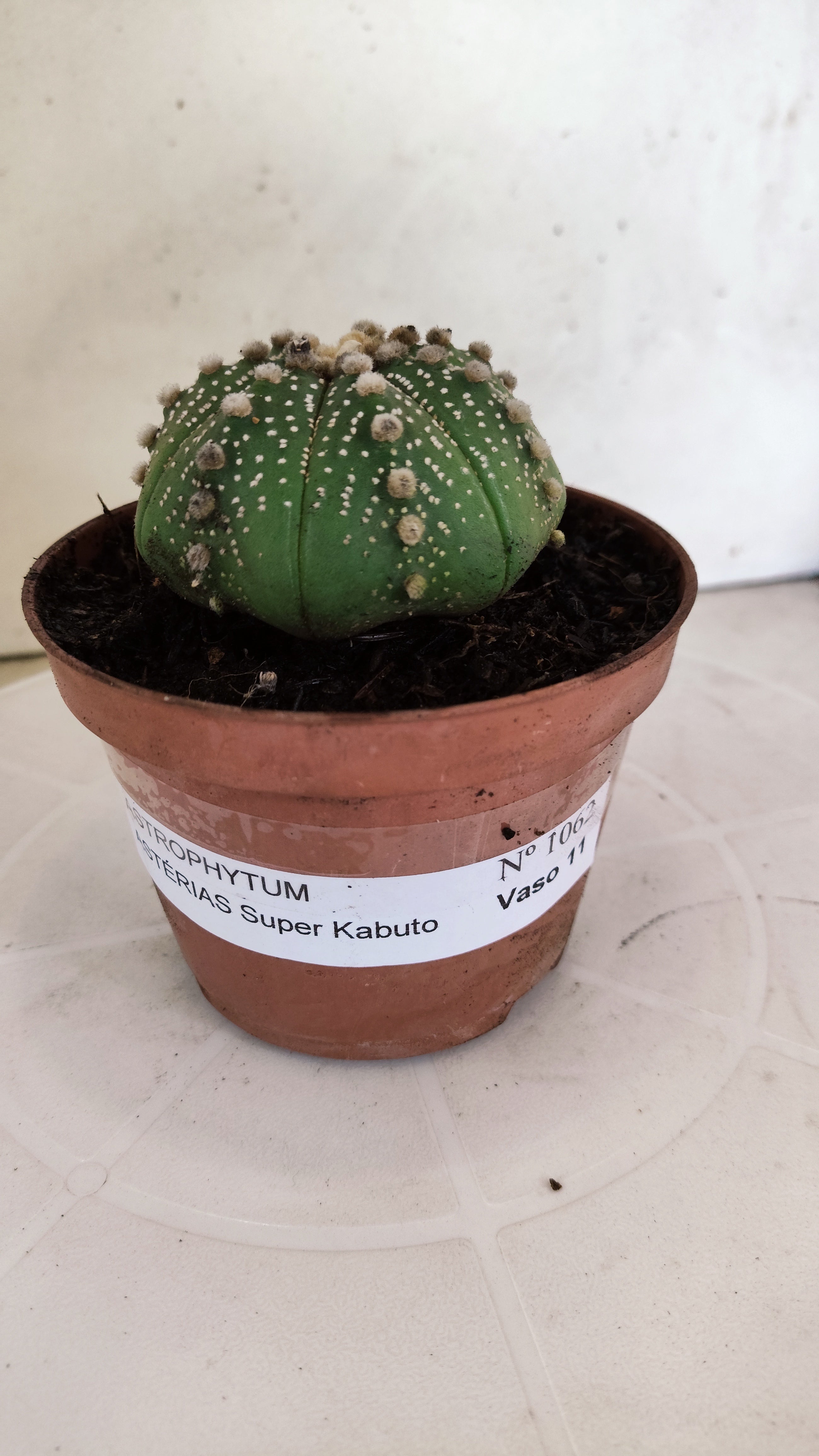 ASTROPHYTUM ASTERIAS   Nº 1062 – vaso 11