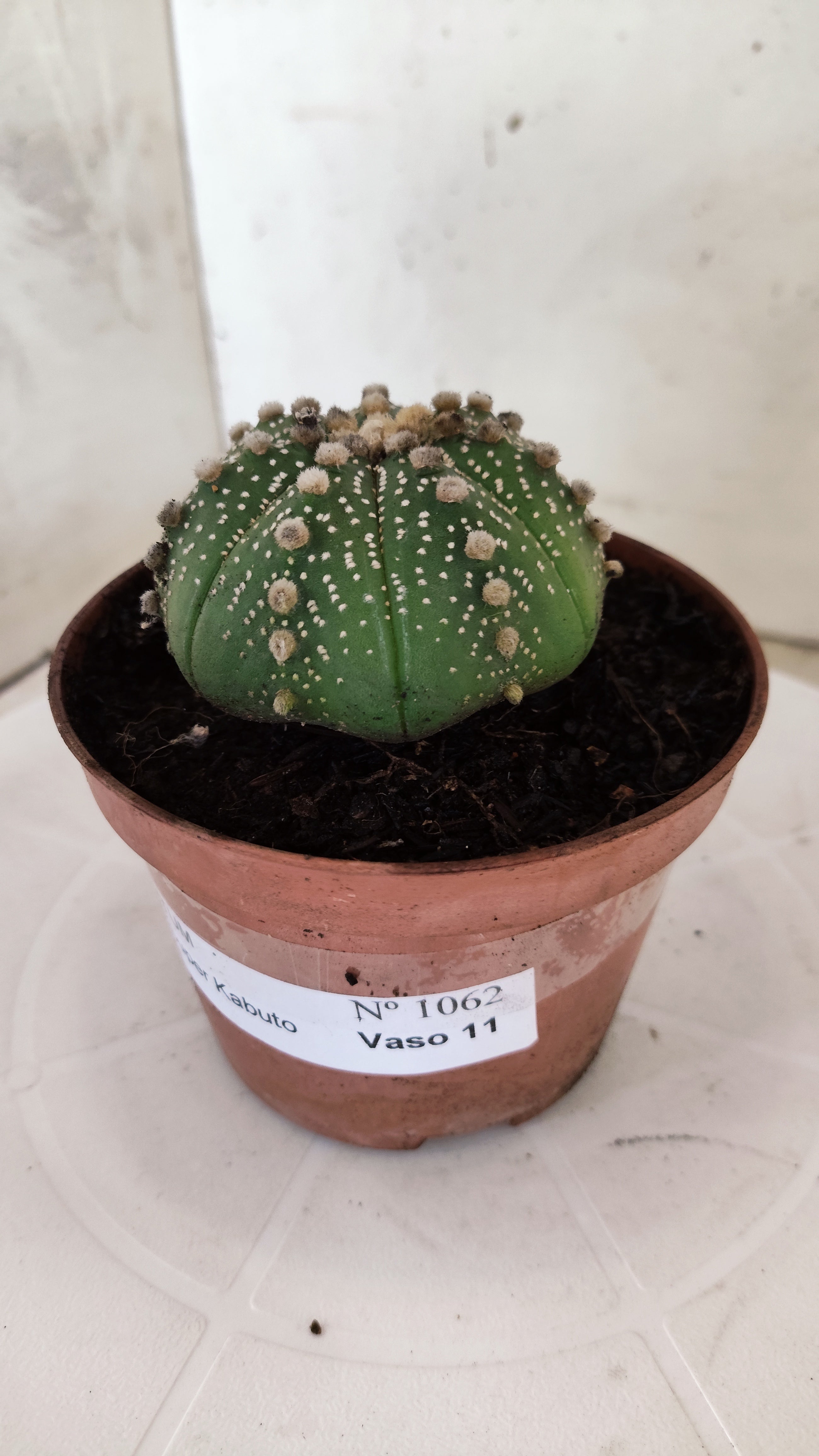 ASTROPHYTUM ASTERIAS   Nº 1062 – vaso 11