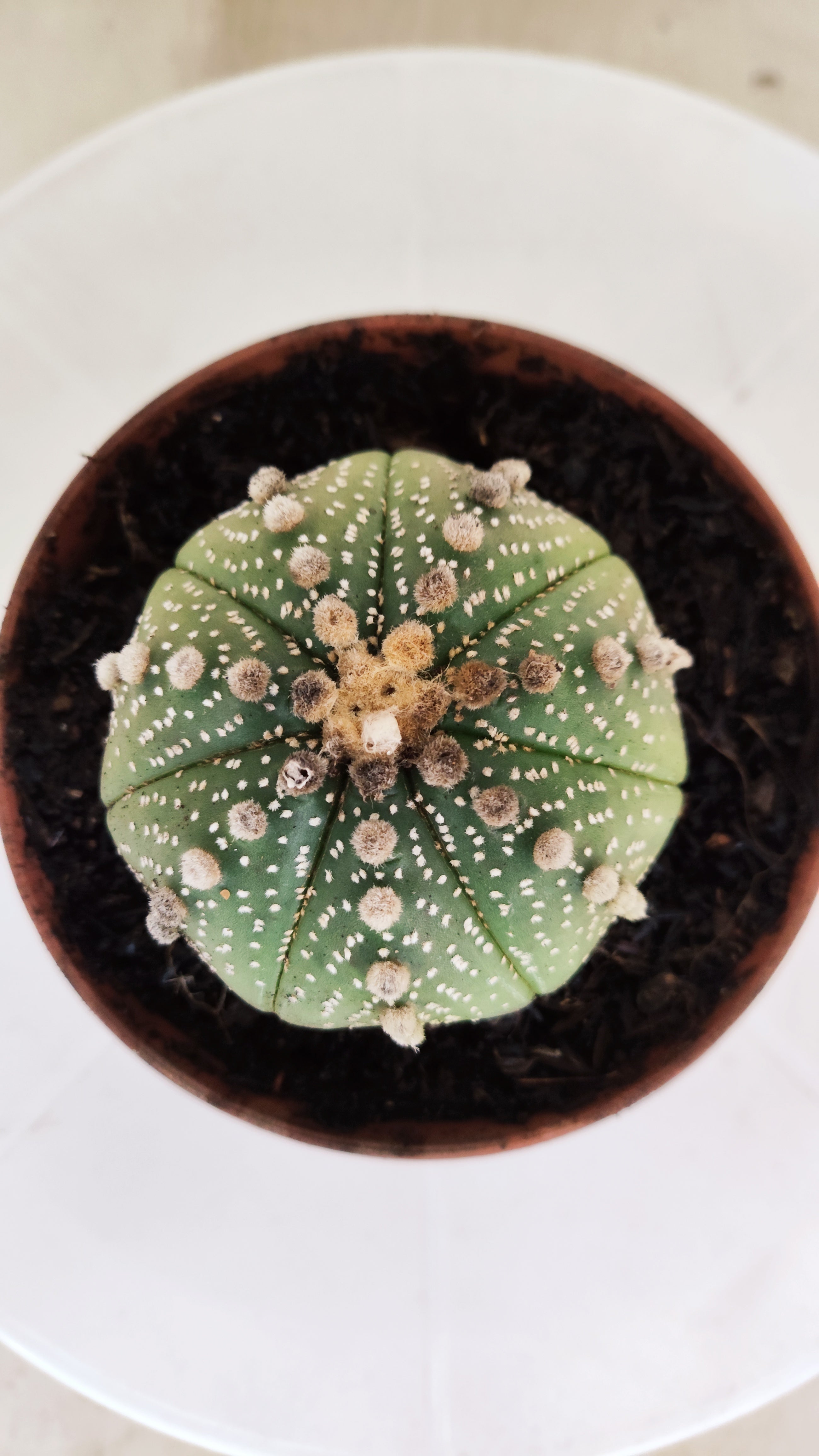 ASTROPHYTUM ASTERIAS   Nº 1062 – vaso 11